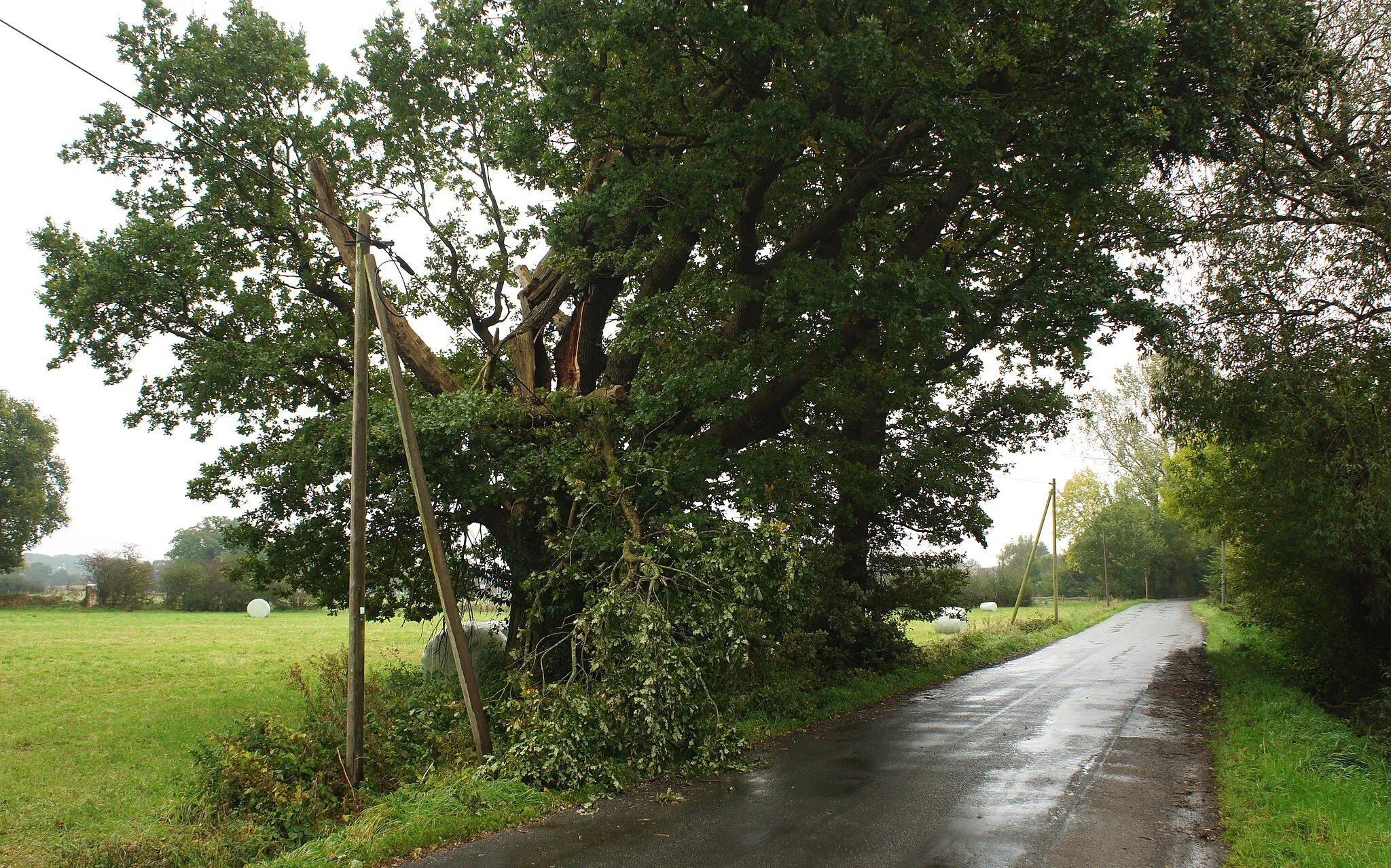 Photo showing: ND216 Stieleiche in Kühlingen mit schweren Schäden nach dem Sturm Xavier im Oktober 2017