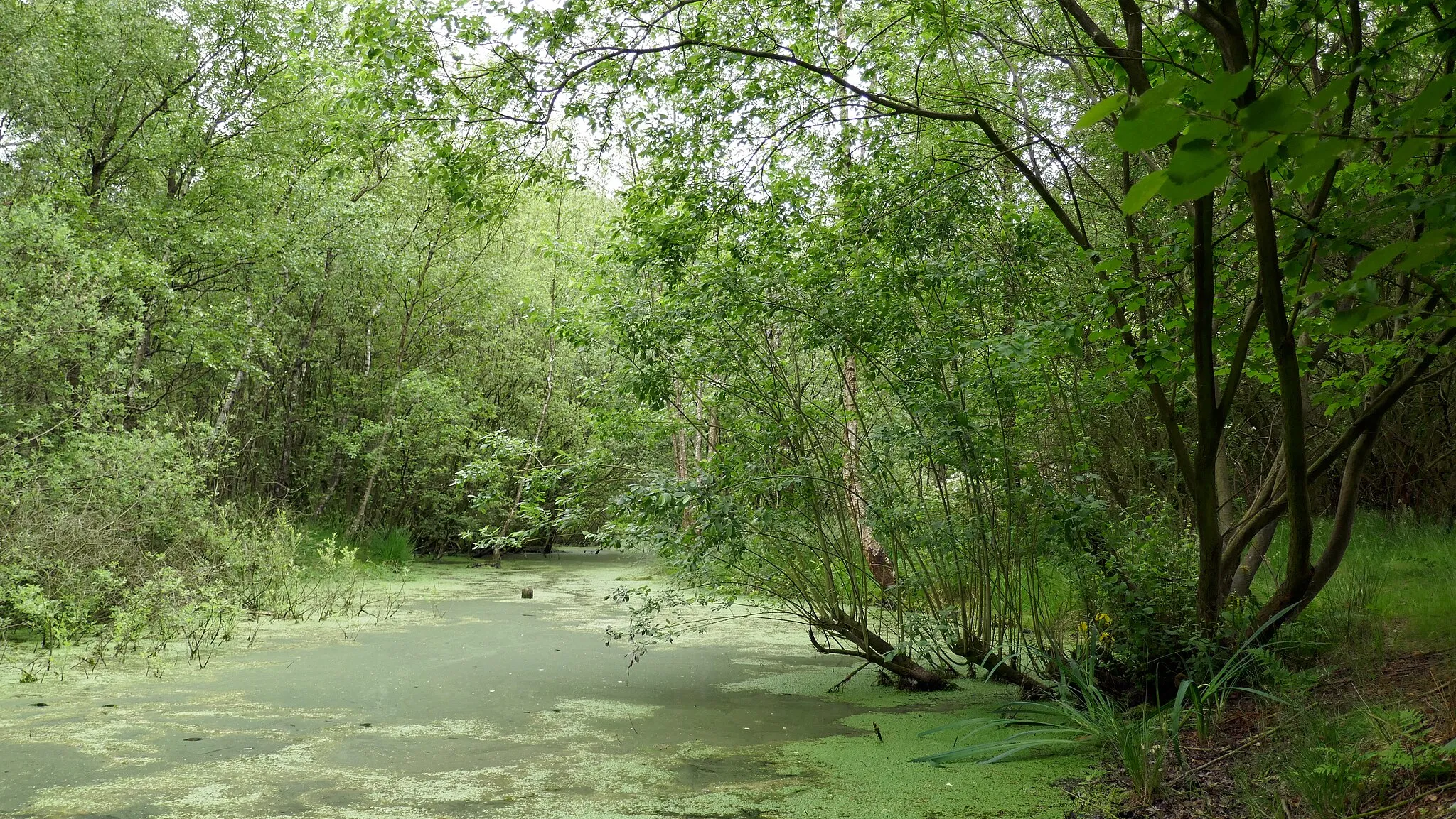 Photo showing: ND229 Großes Kuhlenmoor in der Gemeinde Ganderkesee, Landkreis Oldenburg