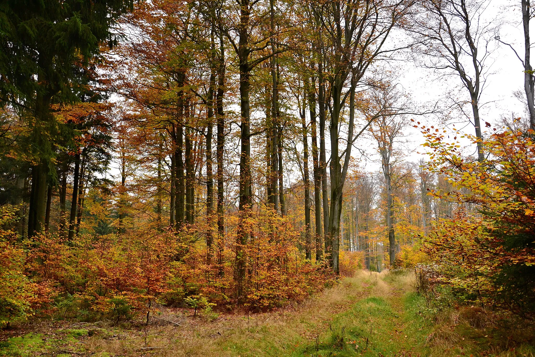 Photo showing: Bučina na Kienhaidě - les