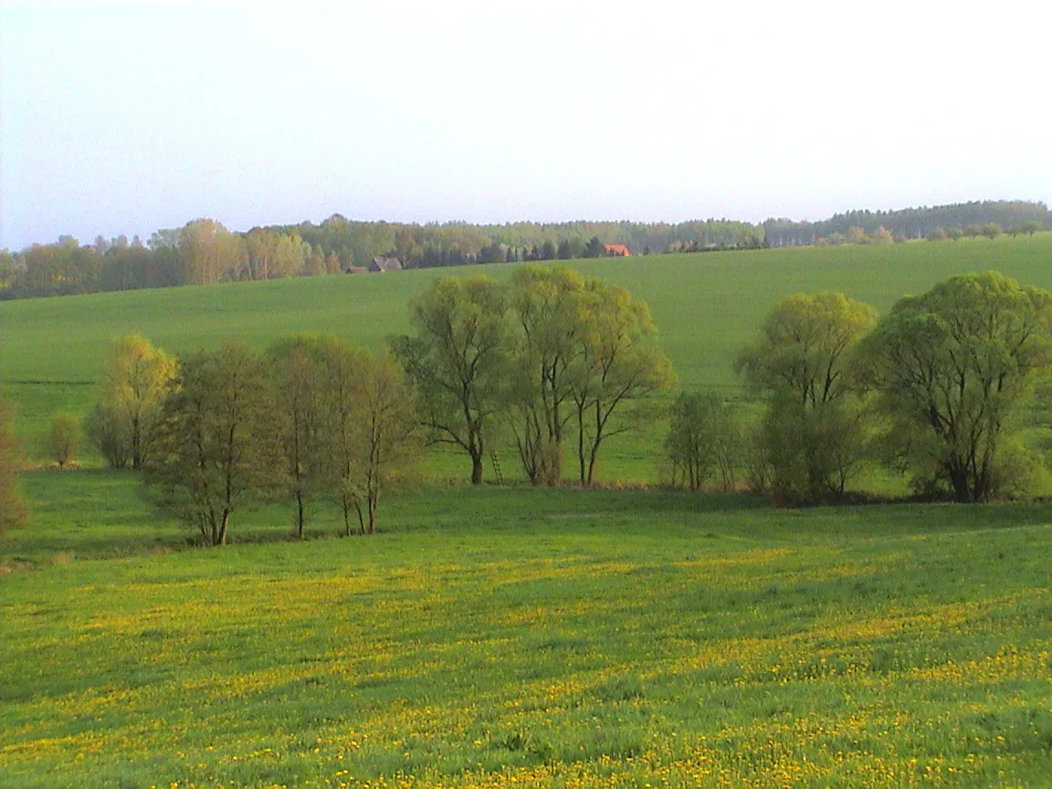 Photo showing: Tree Group in the Spring