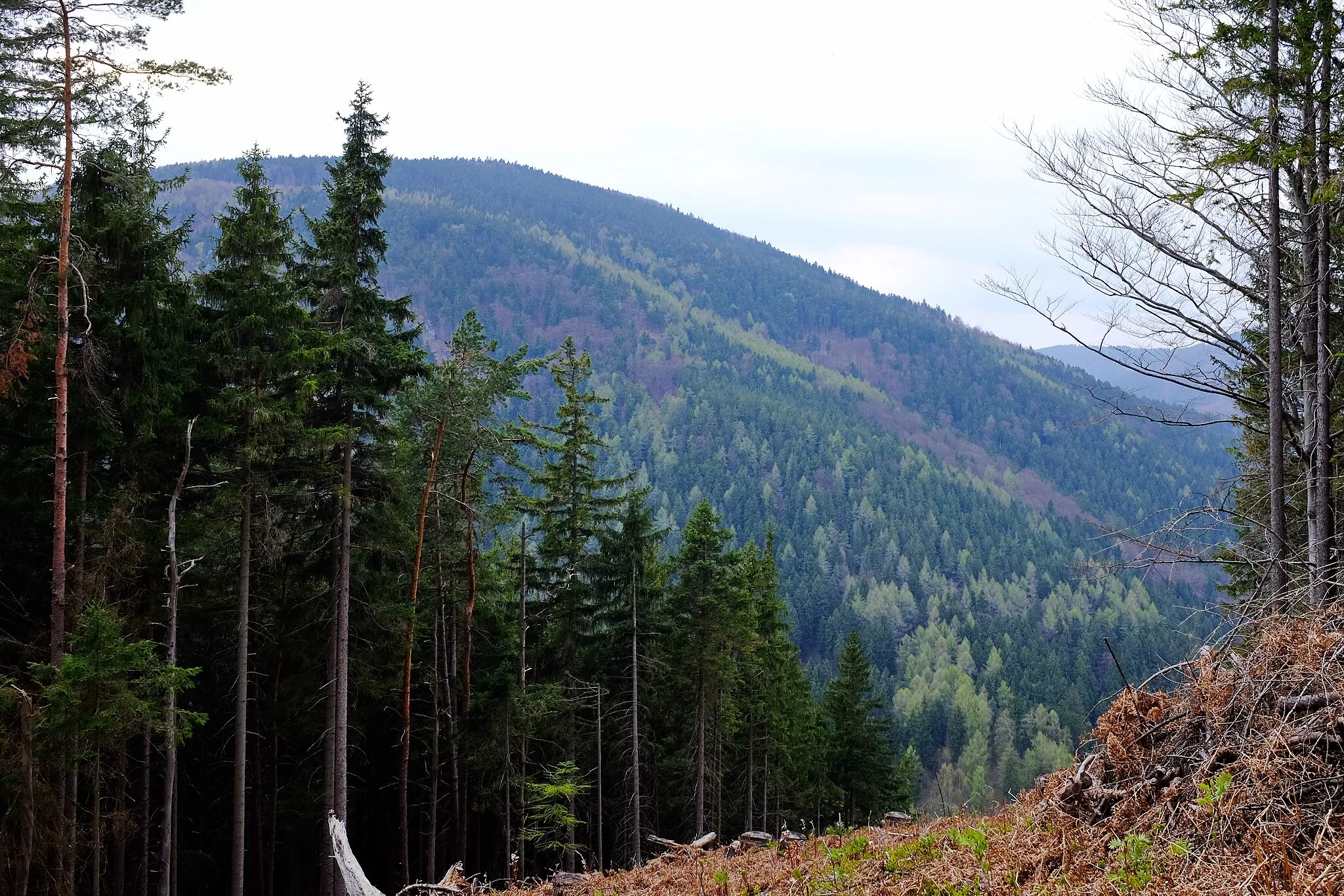 Photo showing: Vrch Vlčinec (973 m) v Krušných horách na Merklínem, pohled z vrchu Rozhled nad Merklínem, okres Karlovy Vary