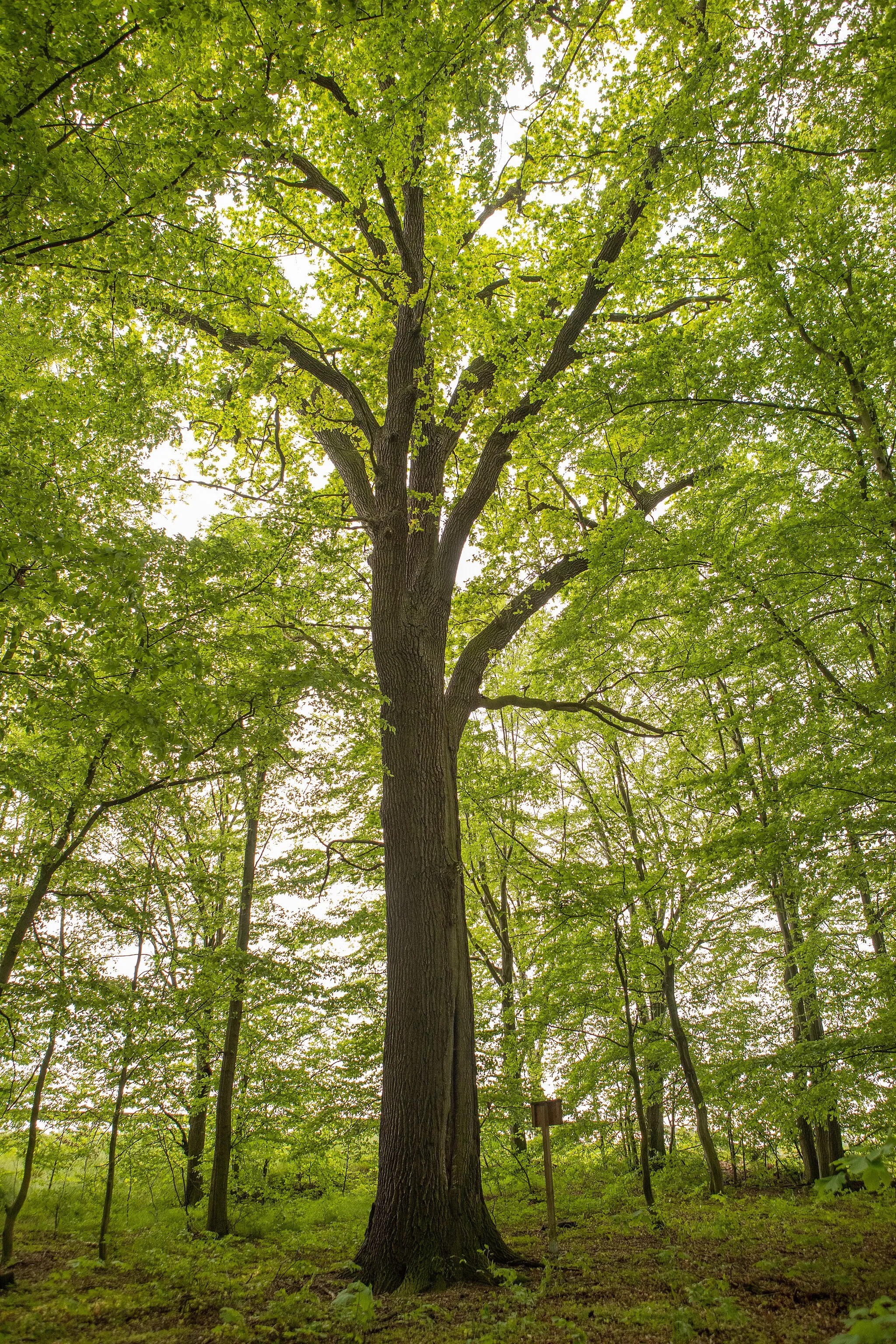 Photo showing: Stiel-Eiche oberer Haserich bei Königsfeld Mai 2021