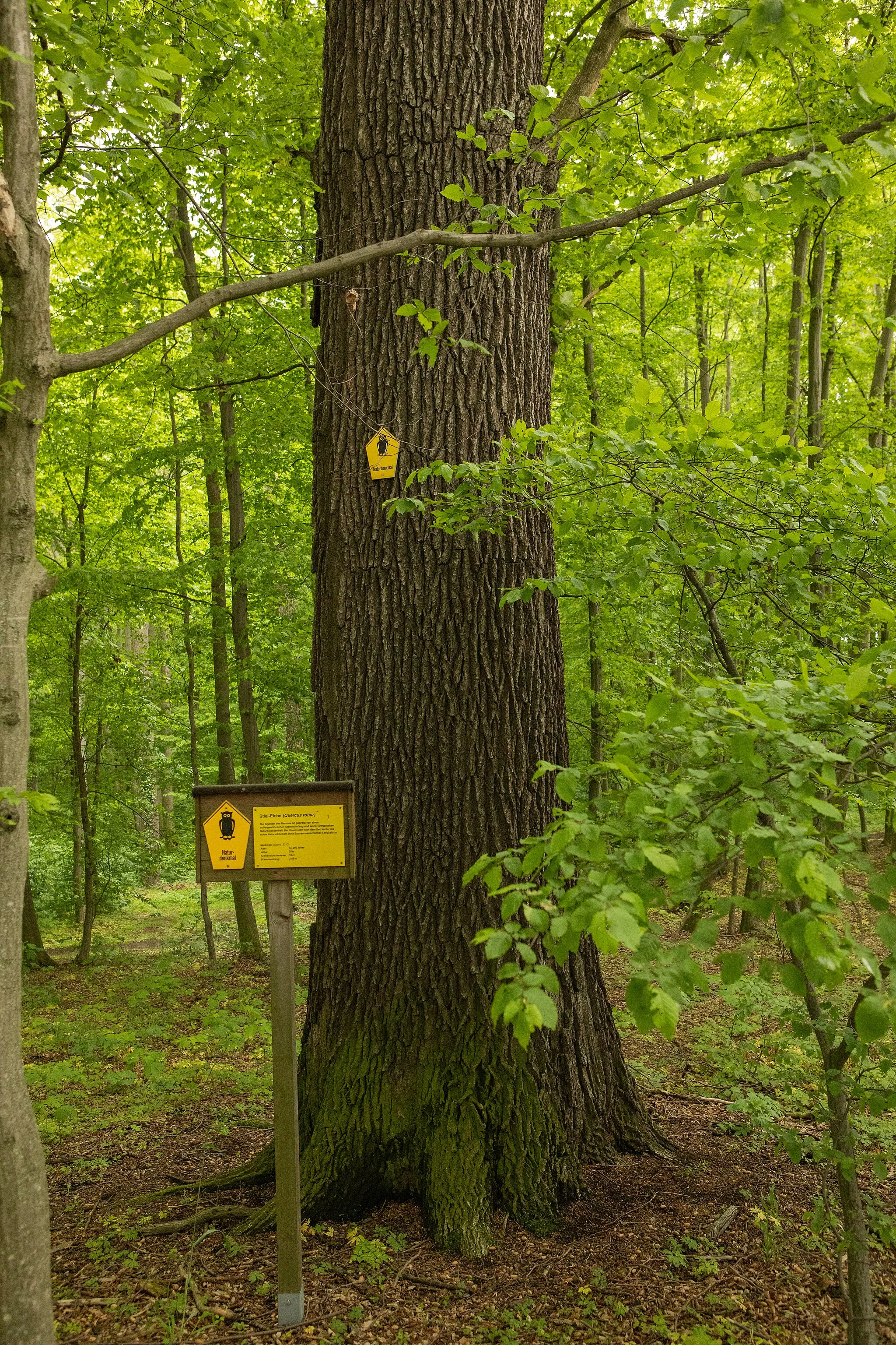 Photo showing: Stiel-Eiche oberer Haserich bei Königsfeld Mai 2021