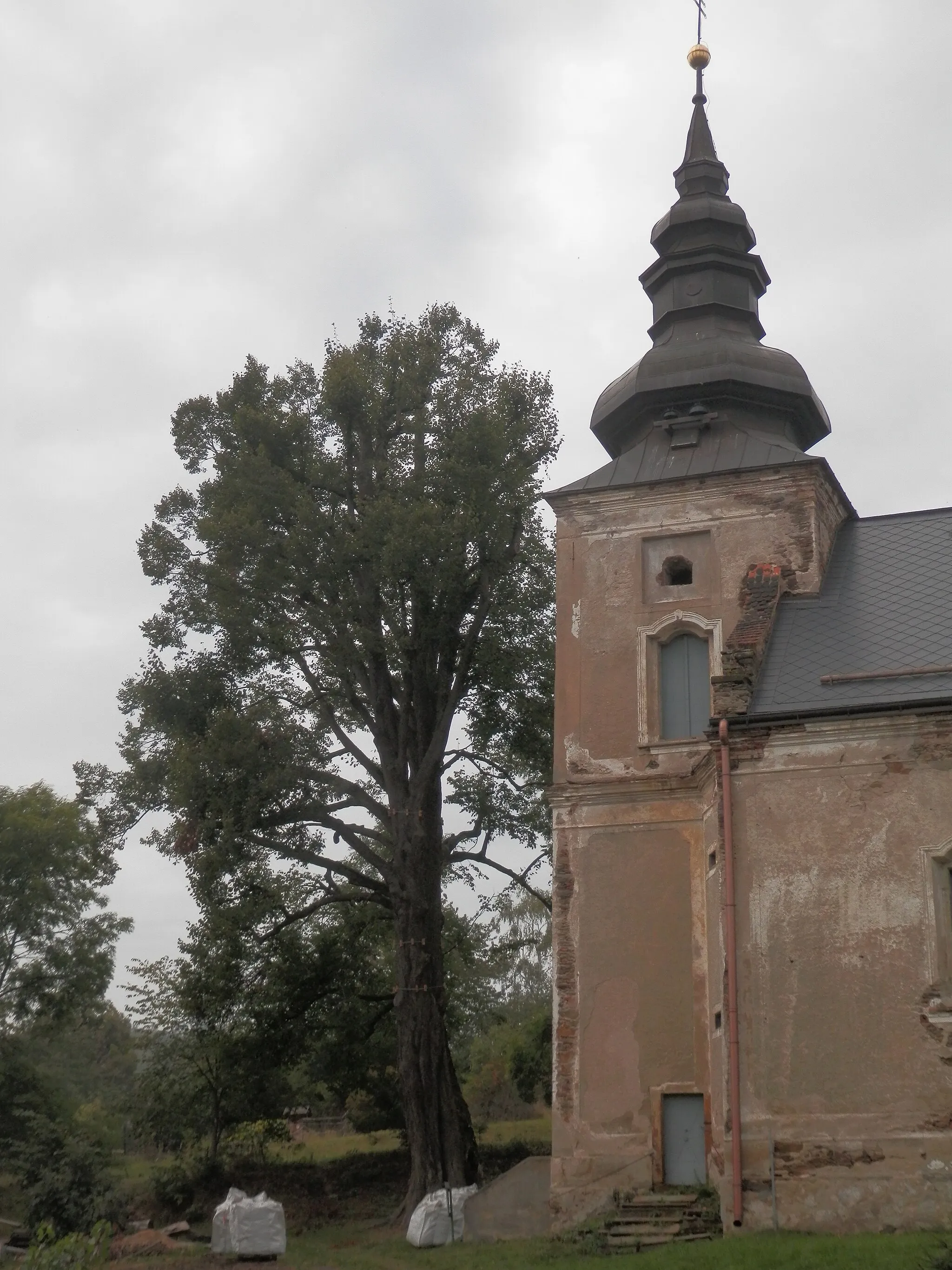 Photo showing: 2 lípy srdčité, obvody kmenů 525cm a 660cm, výška stromů 33m, stáří 250let