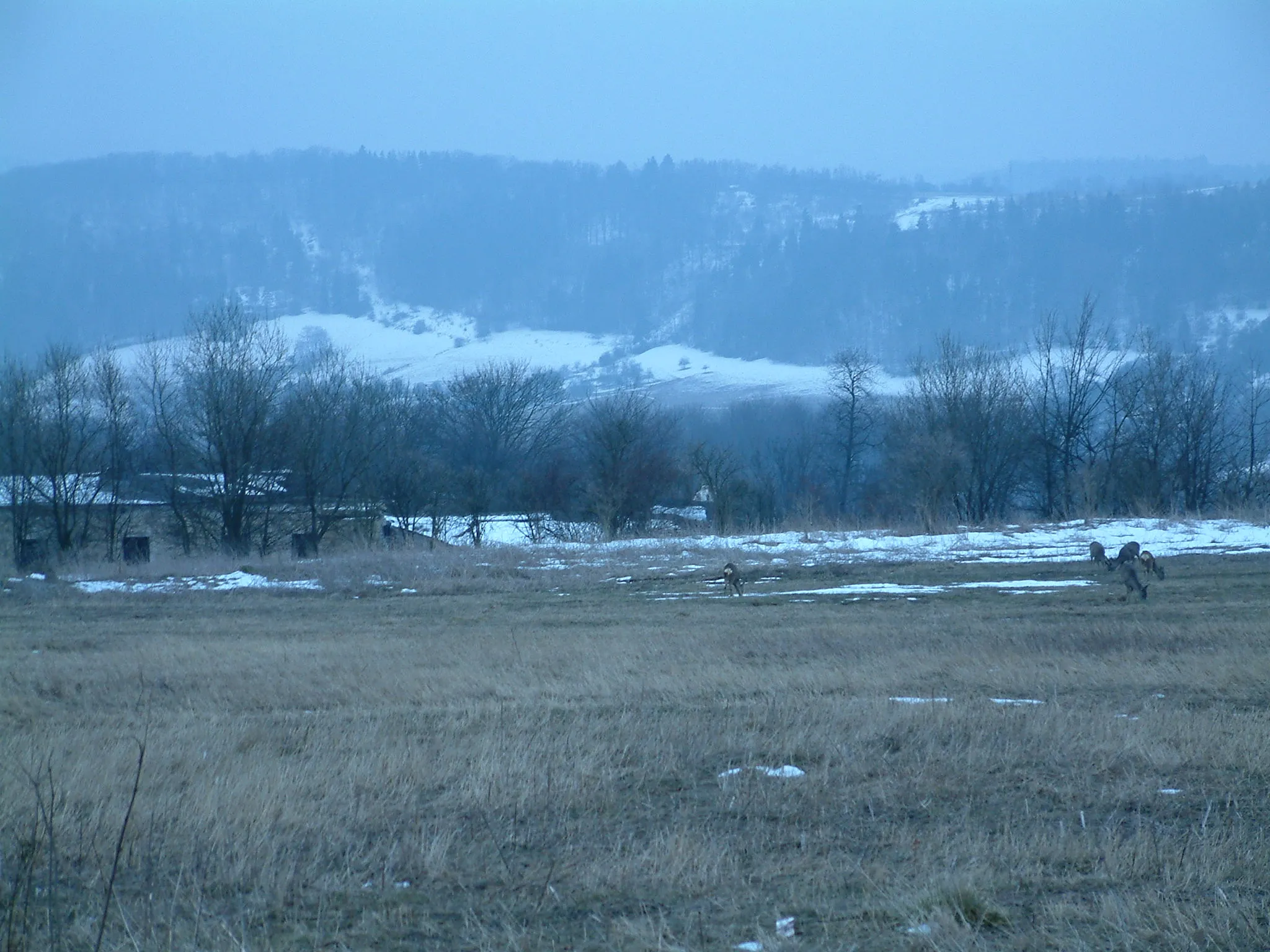 Photo showing: Srnčí zvěř (Rehwild) (Roe deer) 13.03.2004