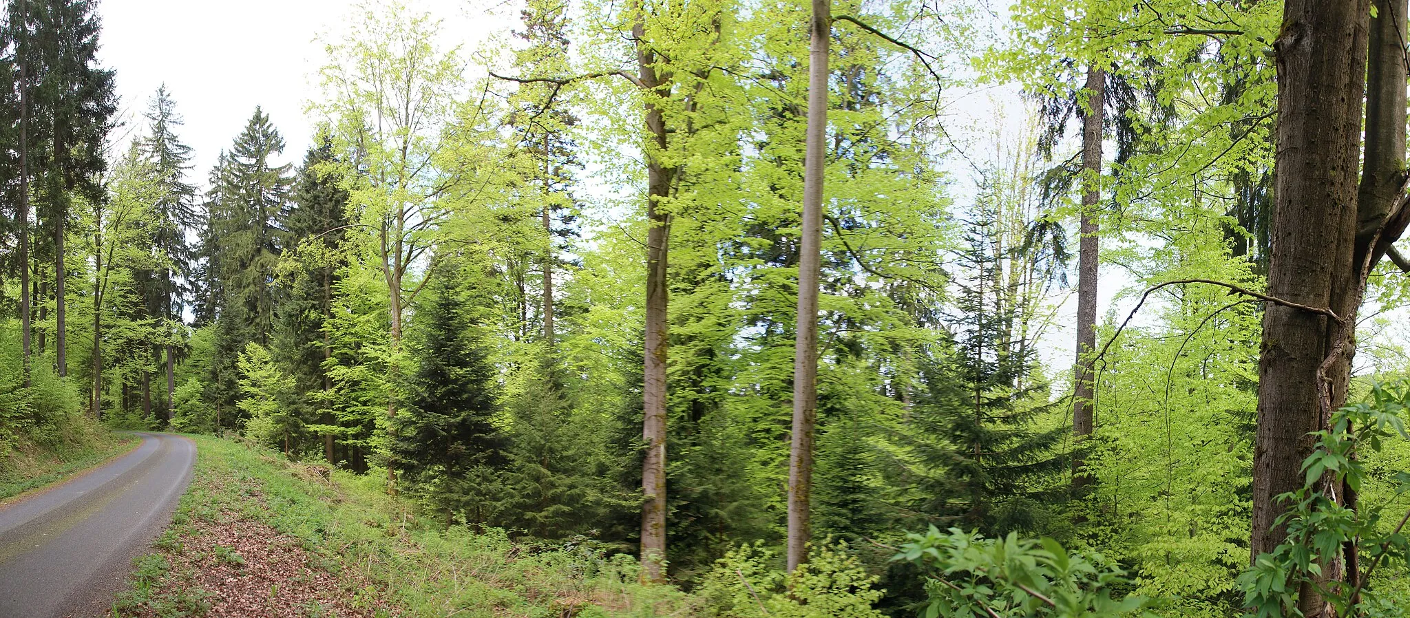 Photo showing: Im Naturschutzgebiet Am Riedert.