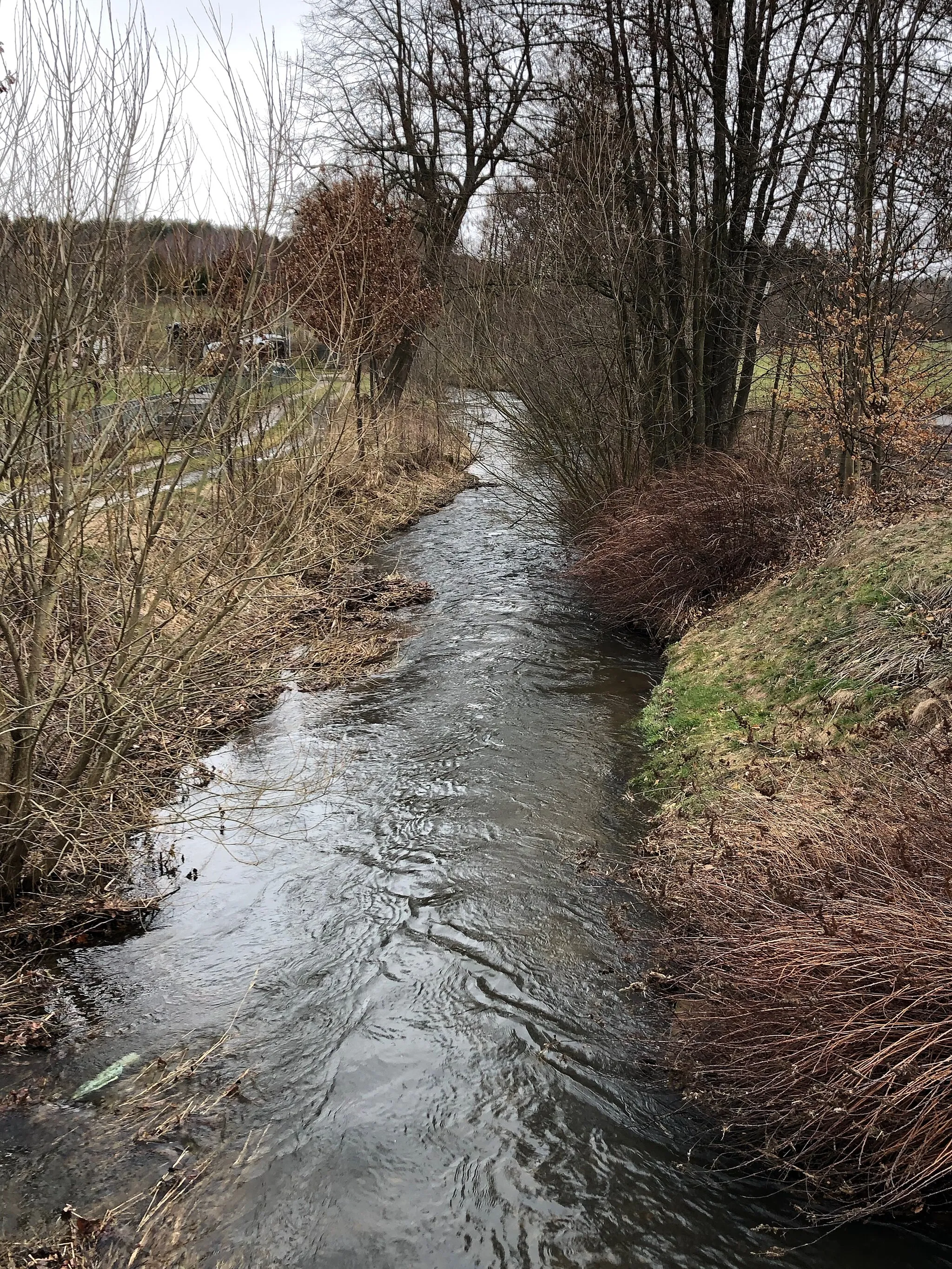 Photo showing: Altmannsgrün Trieb