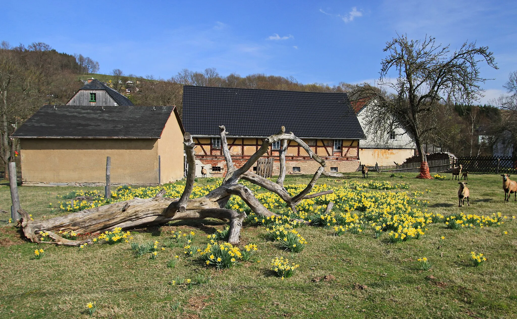 Photo showing: Frühling in Zschocken (Hartenstein). Sachsen.