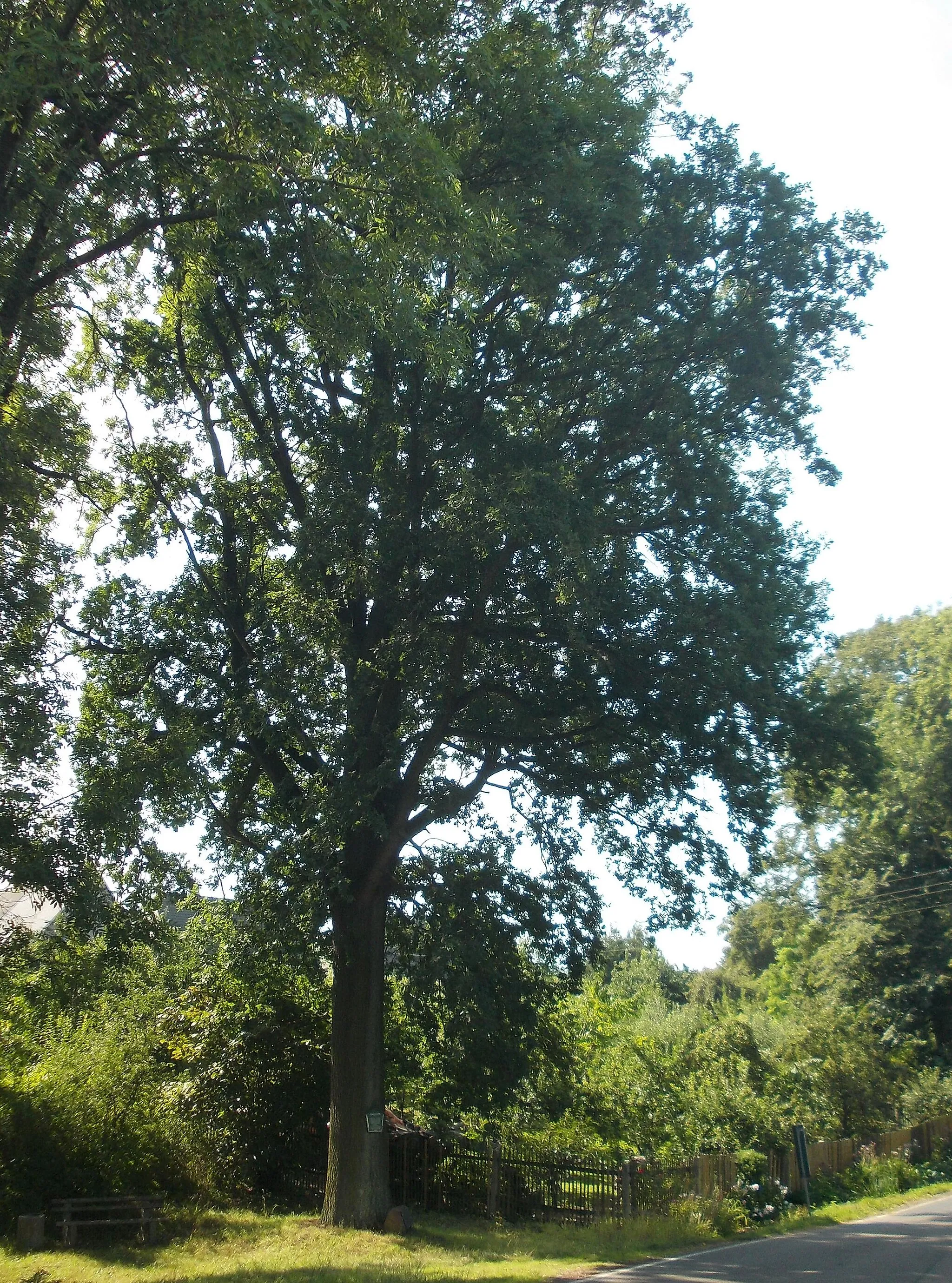 Photo showing: Oak of Peace in Littdorf (Rosswein, Mittelsachsen district, Saxony)