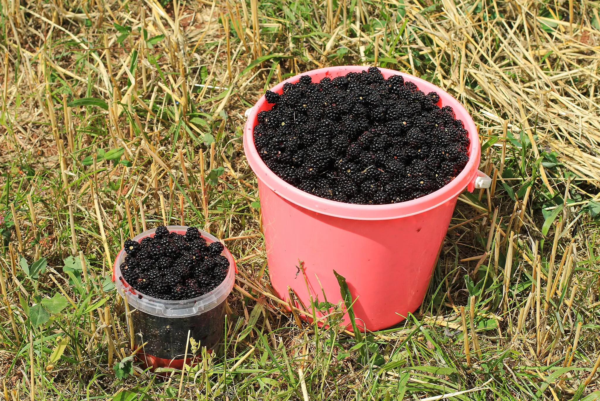 Photo showing: Brombeeren aus dem Wald. Erzgebirgskreis, Sachsen.