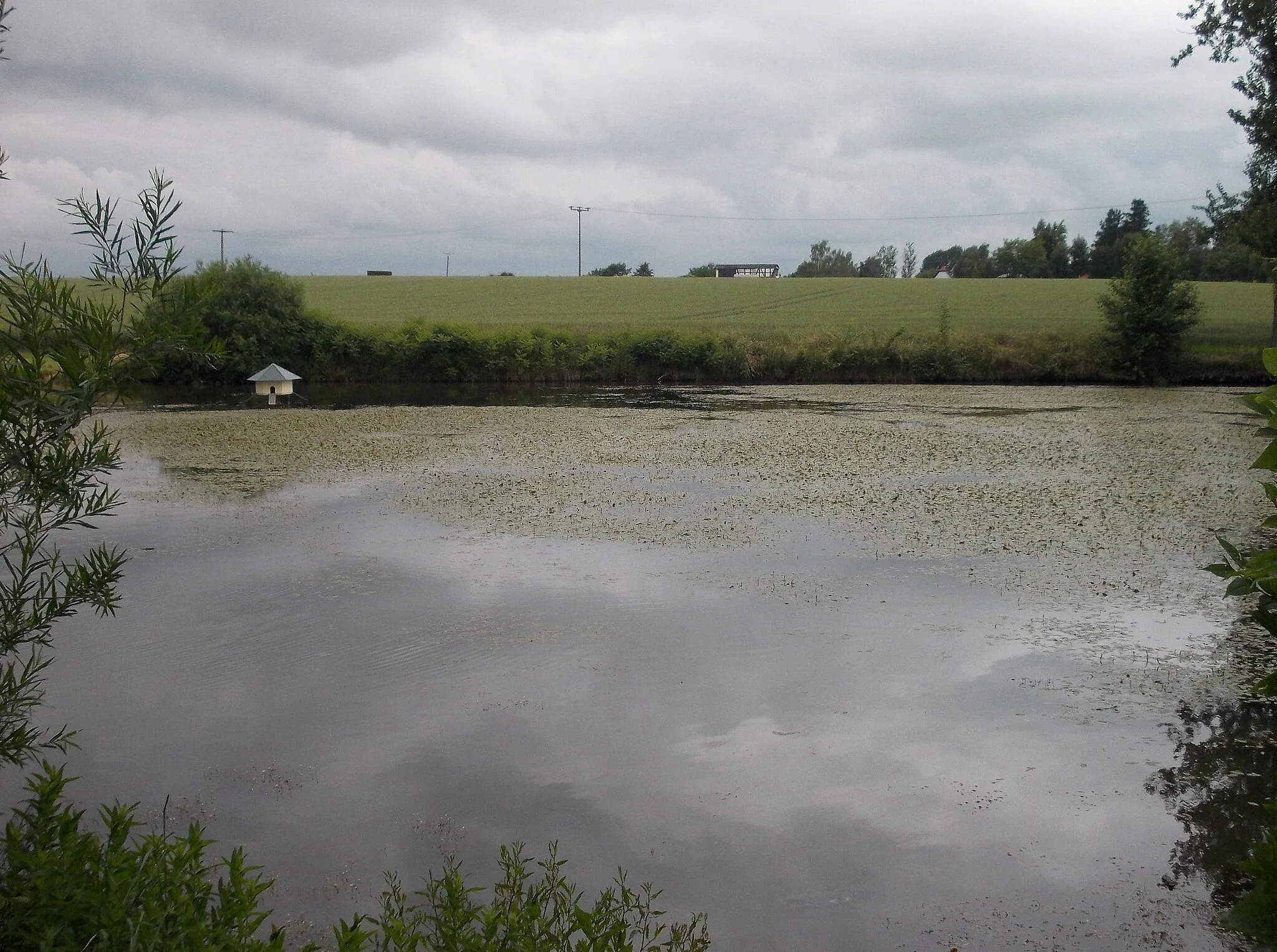 Photo showing: Pond near Drogen (Altenburger Land district, Thuringia)