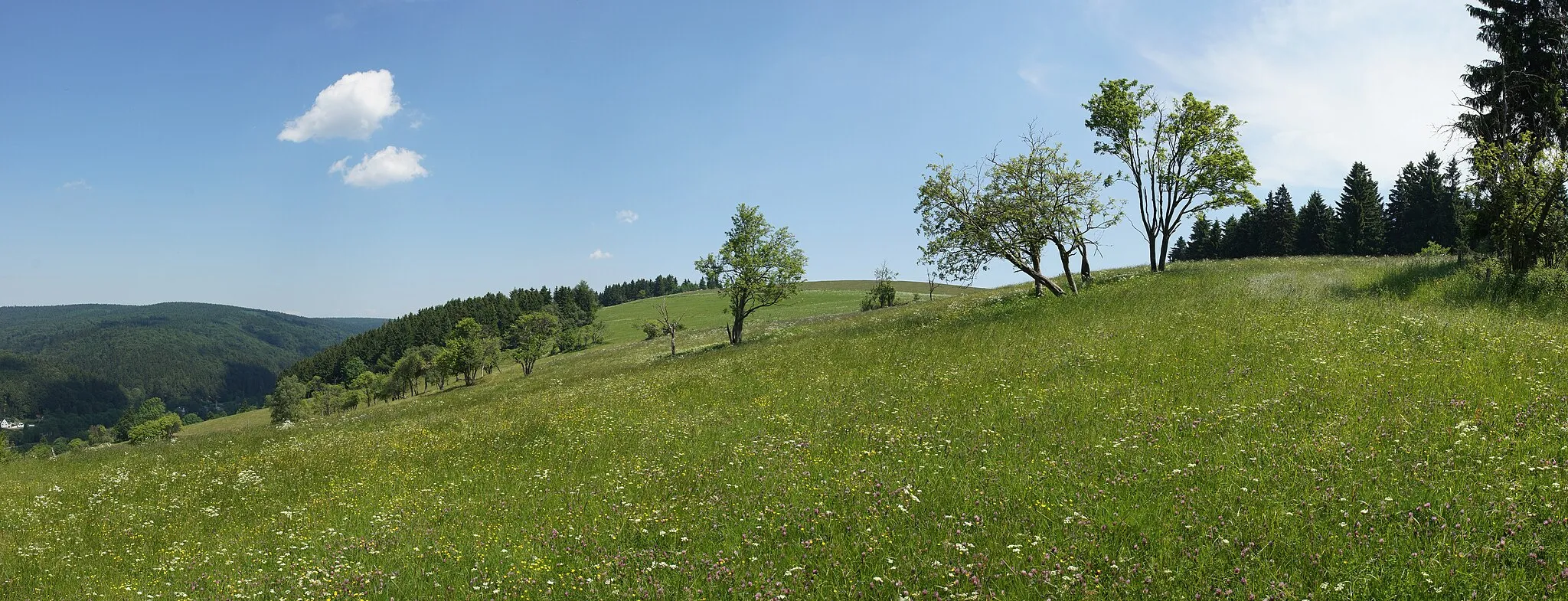 Photo showing: Wiese bei Rechenberg-Bienenmühle