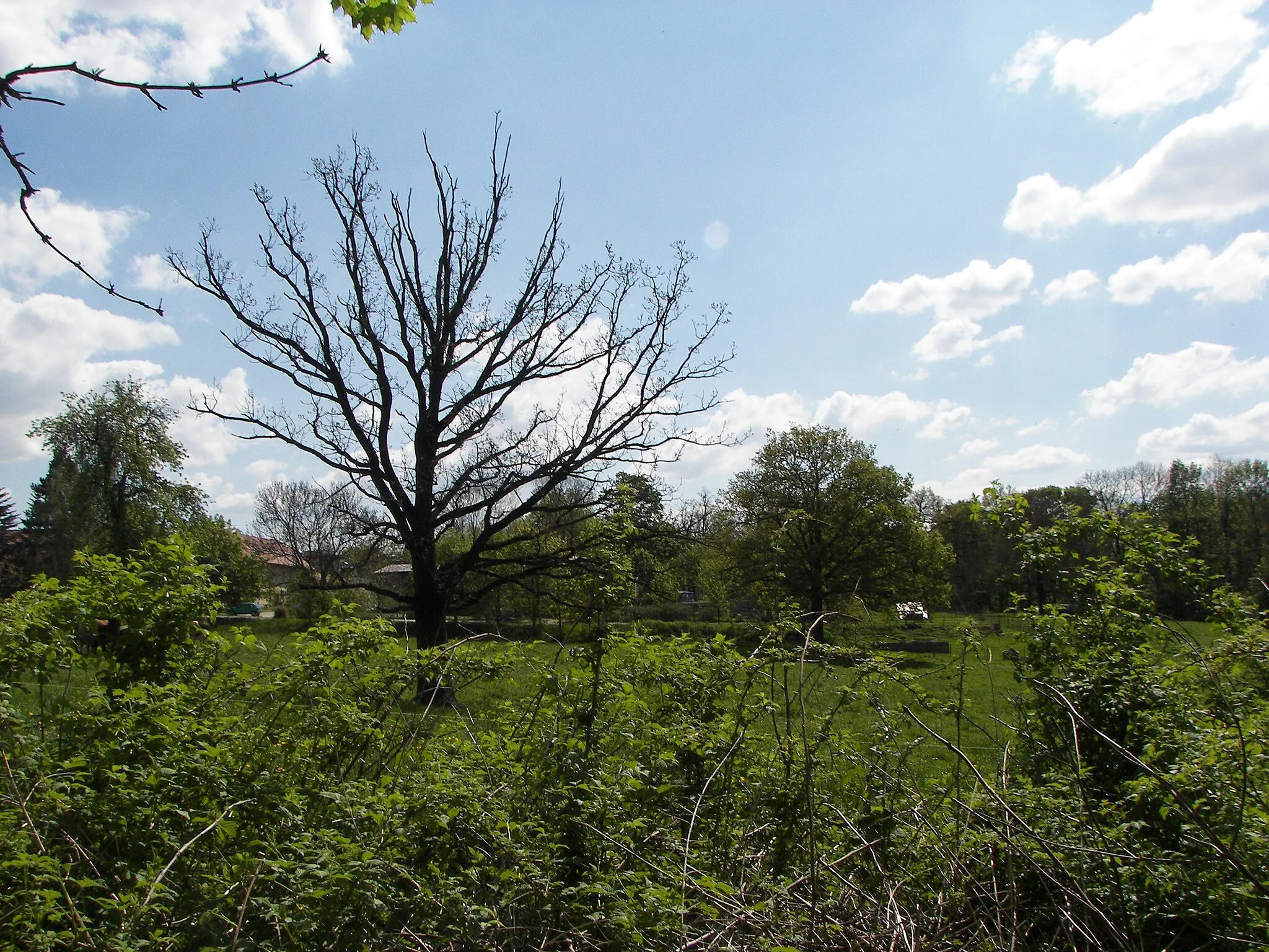 Photo showing: Solitär