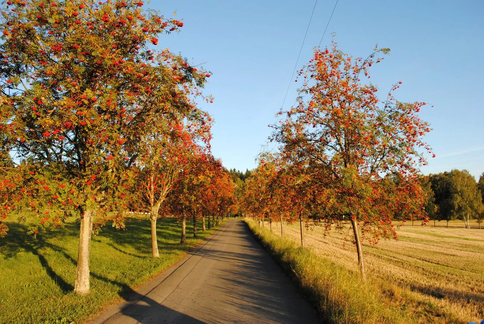 Photo showing: Allee mit Vogelbeerbäumen (Sorbus aucuparia) in Wernitzgrün, Vogtland.