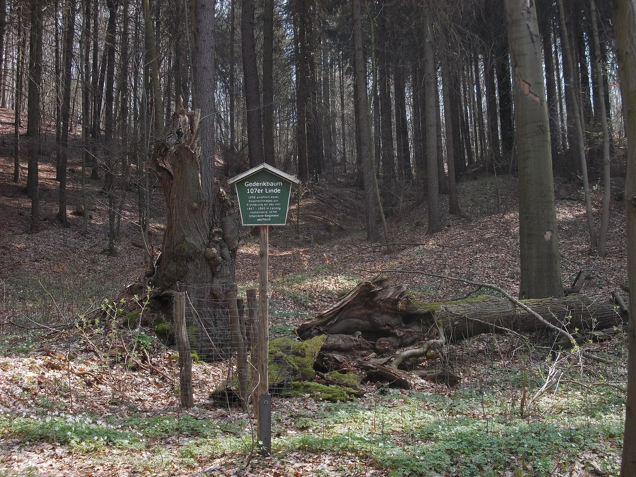 Photo showing: Remains of a memorial lime tree to the 107th infantry regiment, stationed in Leisnig 1867-69, in the Eichberg natural reserve (Mittelsachsen district, Saxony)