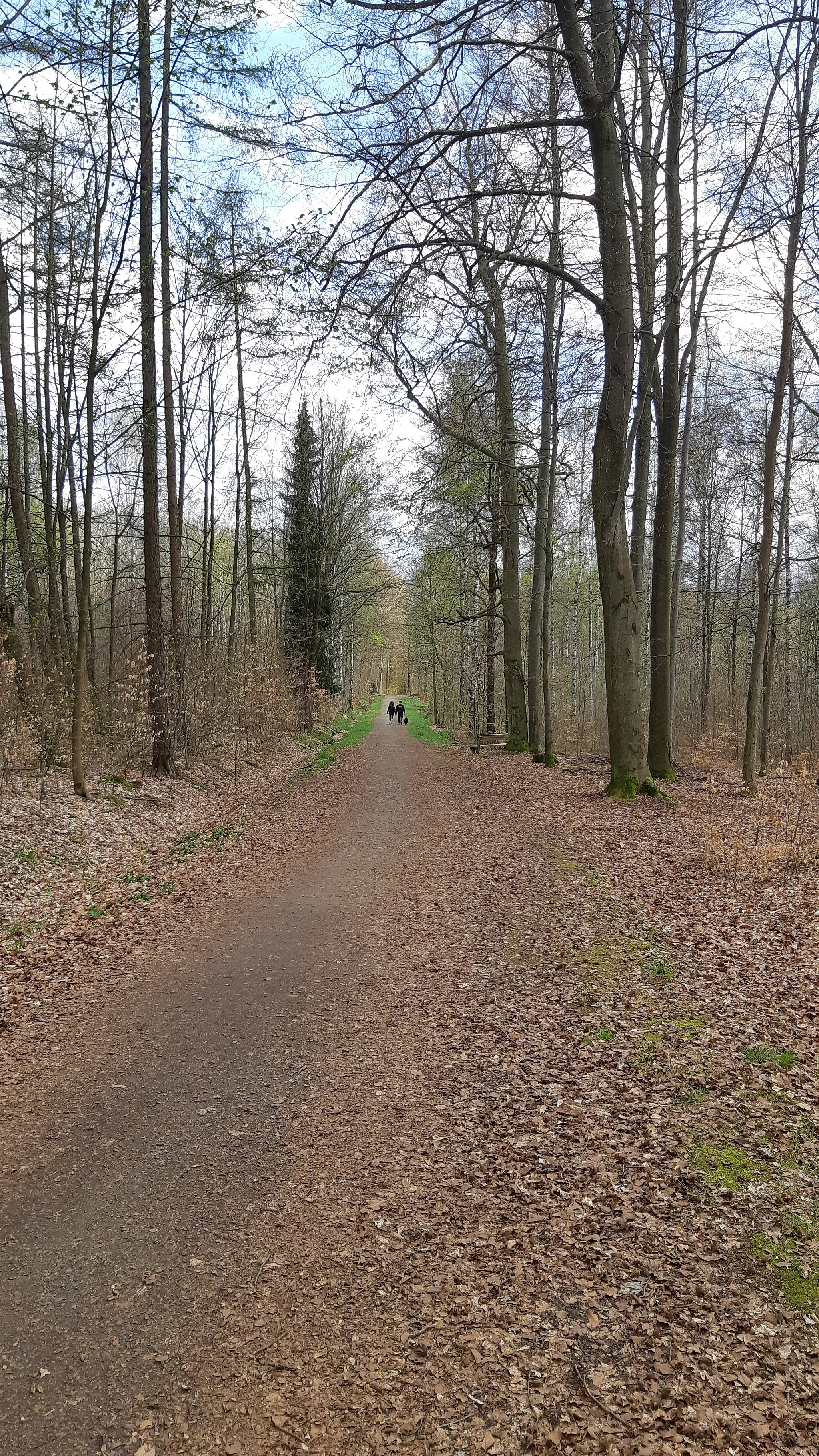 Photo showing: Grenzweg im Zeisigwald, Chemnitz-Hilbersdorf.