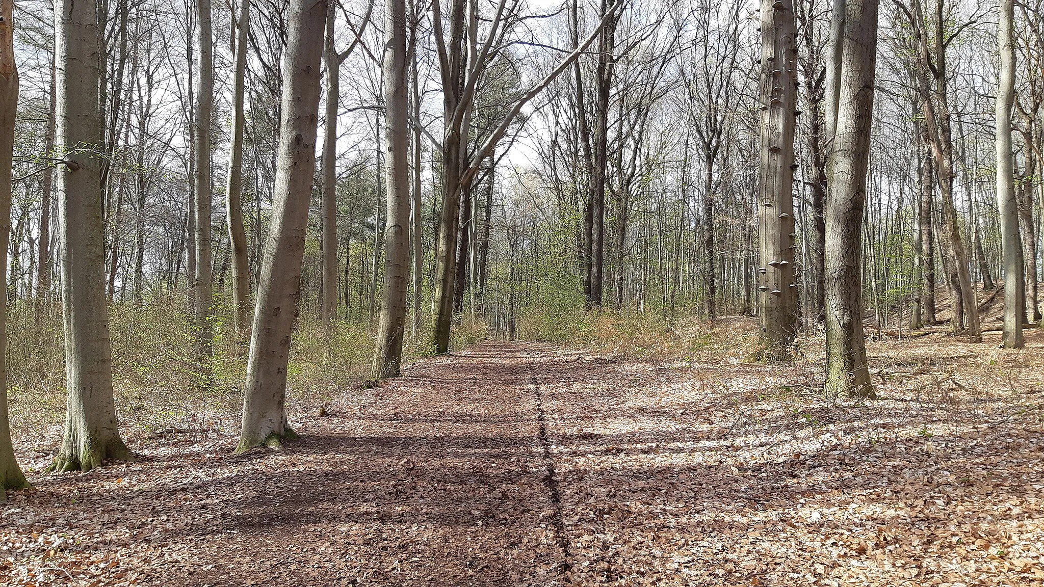 Photo showing: Blick Richtung Norden entlang des Waldwegs Im Zeisigwald, südlicher Abschnitt, Chemnitz-Hilbersdorf.