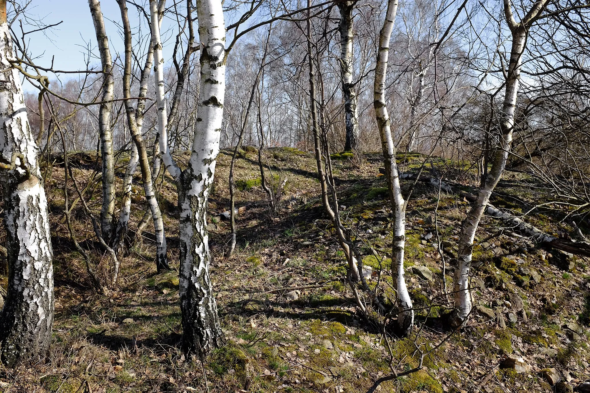 Photo showing: Boučský vrch (667 m), místo kde stála kdysi dřevěná rozhledna, Krušné hory, okres Sokolov