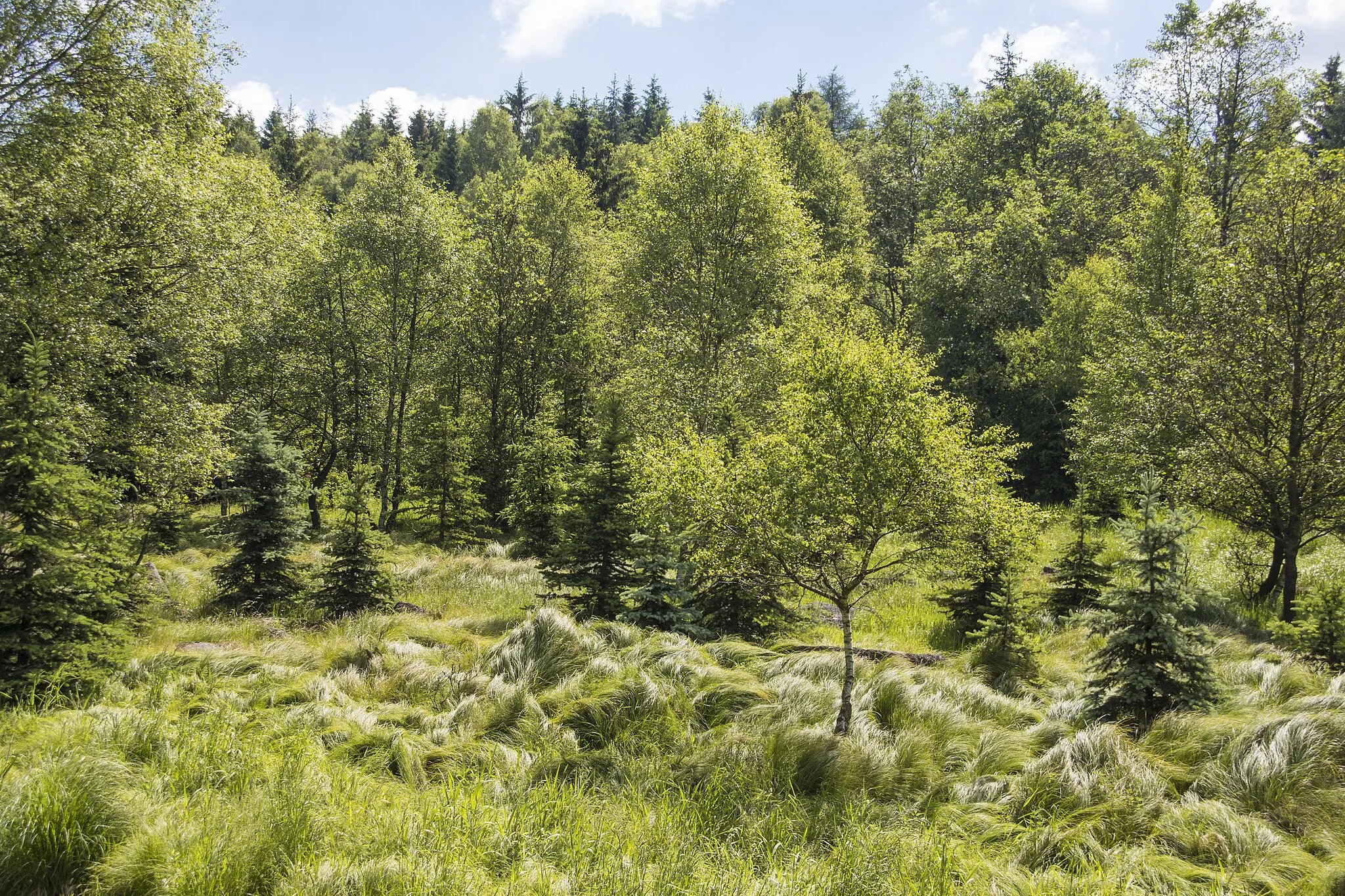 Photo showing: Upland moor at the borderline D-CZ, Eastern Ore Mountains