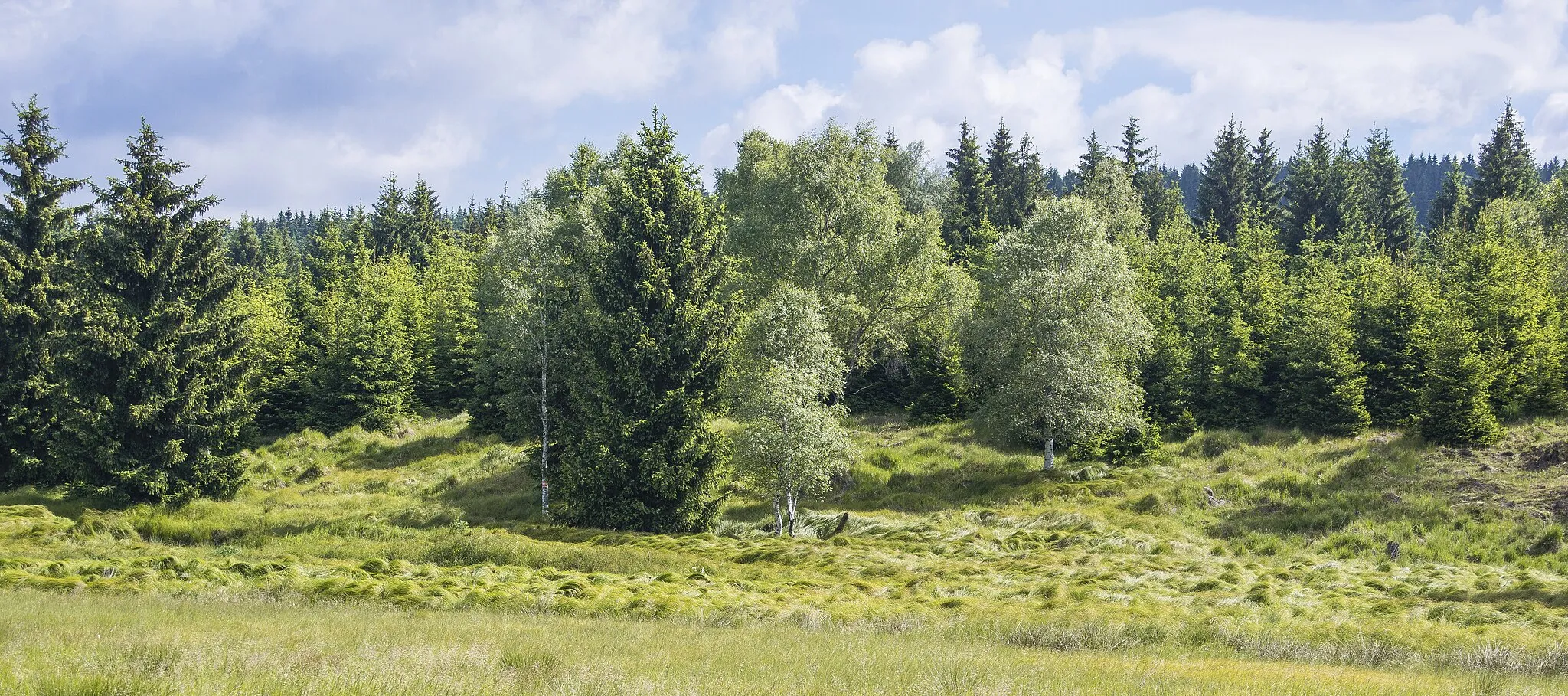 Photo showing: Upland moor at Kuehnhaide Eastern Ore Mountains