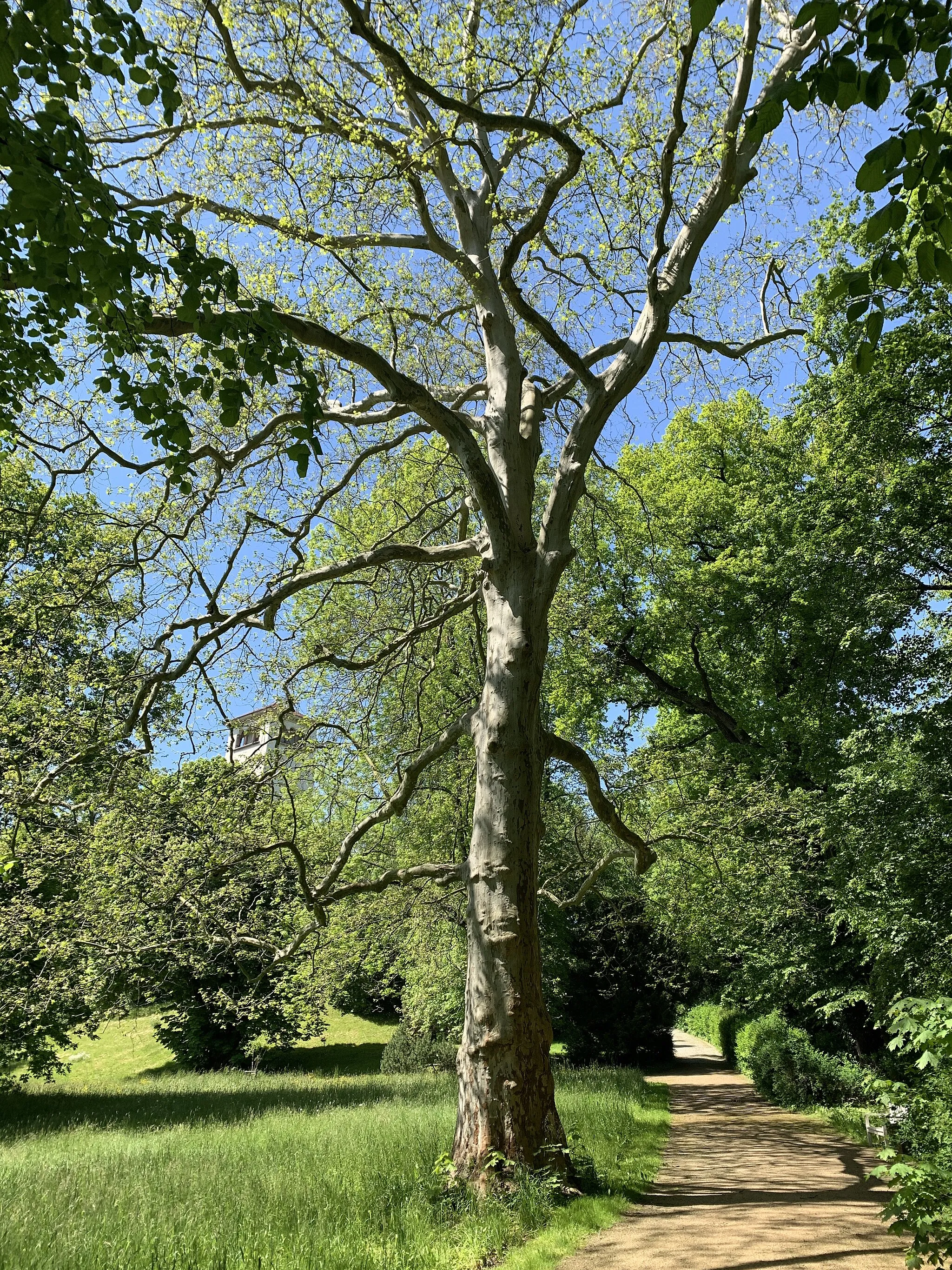 Photo showing: Naturdenkmal Platane in Waldenburg im Landkreis Zwickau