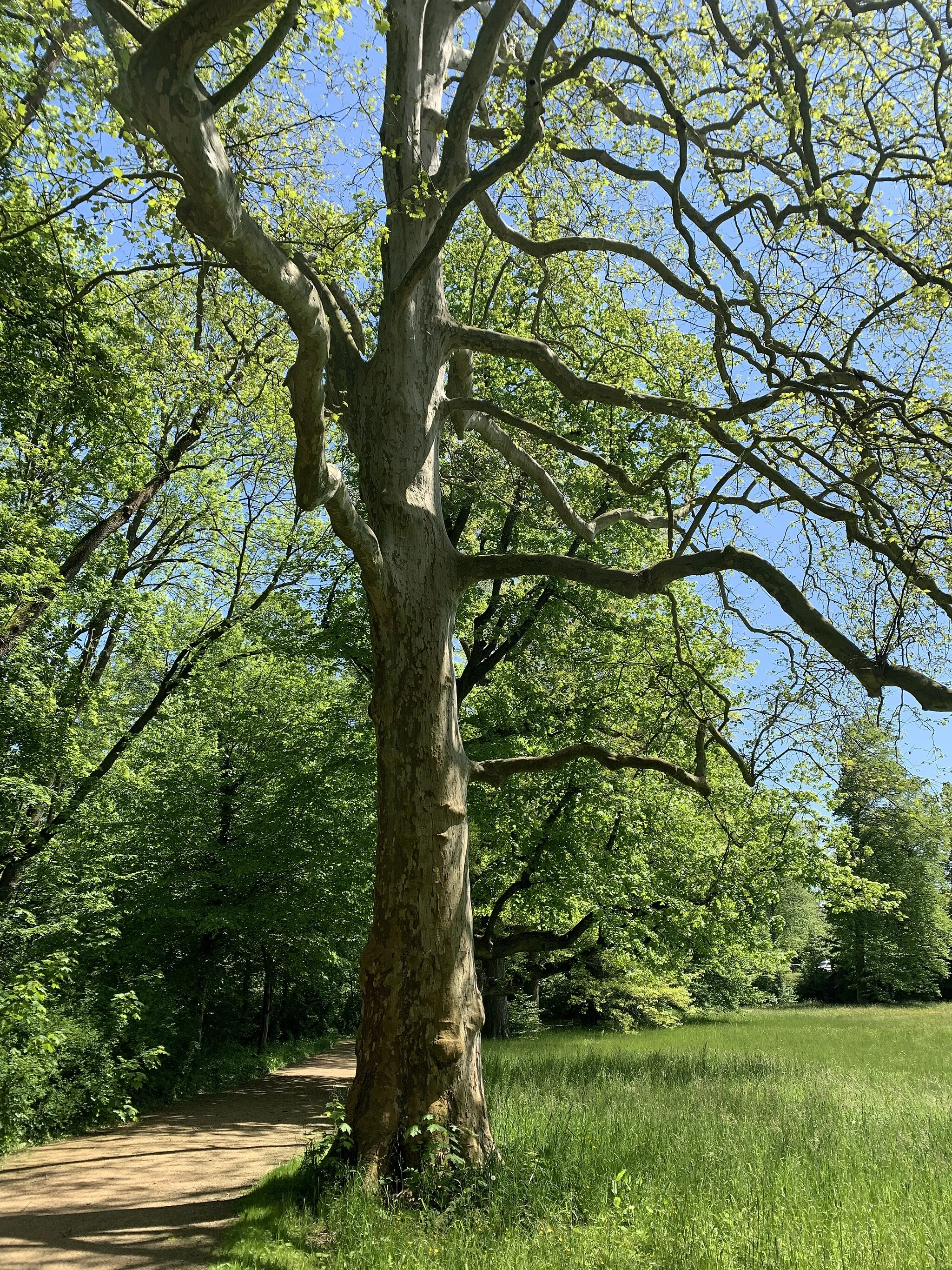 Photo showing: Naturdenkmal Platane in Waldenburg im Landkreis Zwickau