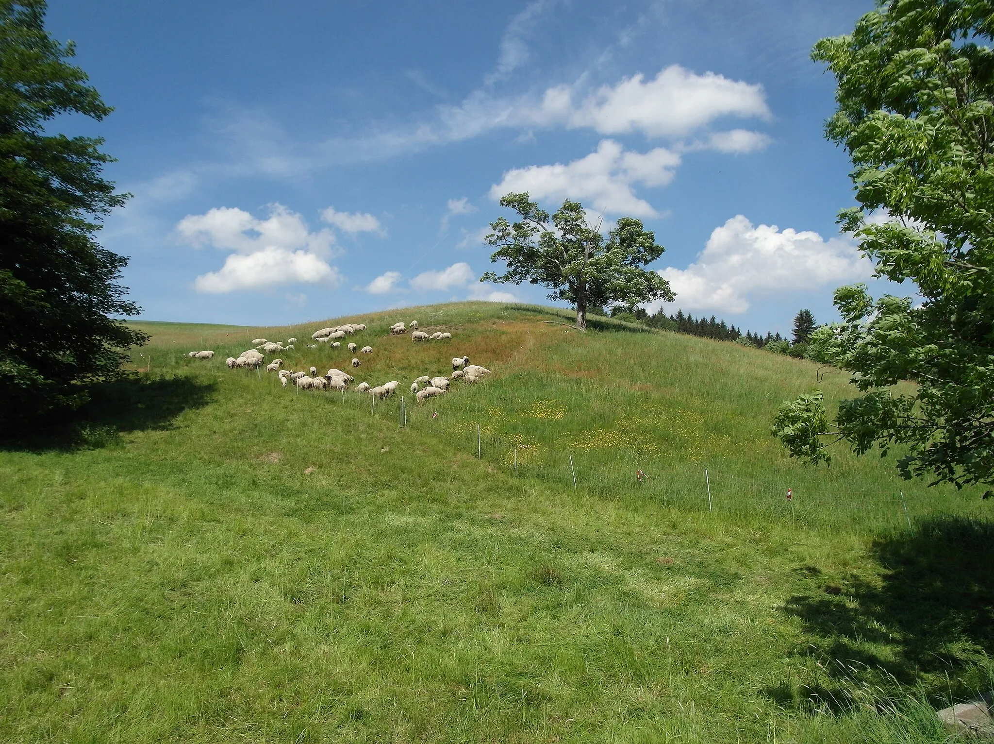 Photo showing: 28.05.2018   01744  Oberpöbel (Dippoldiswalde): Schafherde (GMP: 50.781854,13.667004) am Rennberghang. Sicht von der Straße nach Westen.                                                                                [SAM6525.JPG]20180528320DR.JPG(c)Blobelt