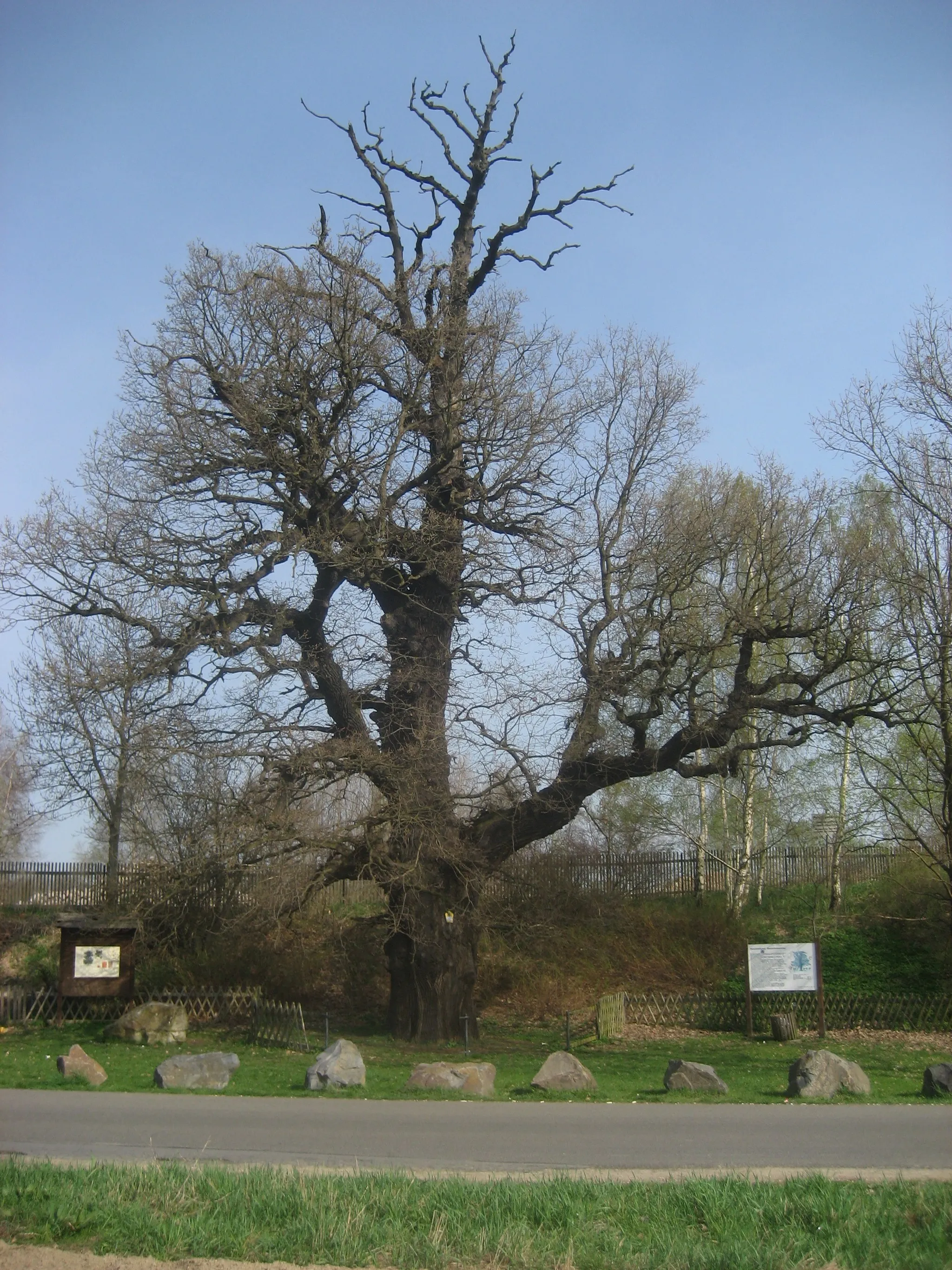 Photo showing: Hanneloren-oak Limbach-Oberfrohna