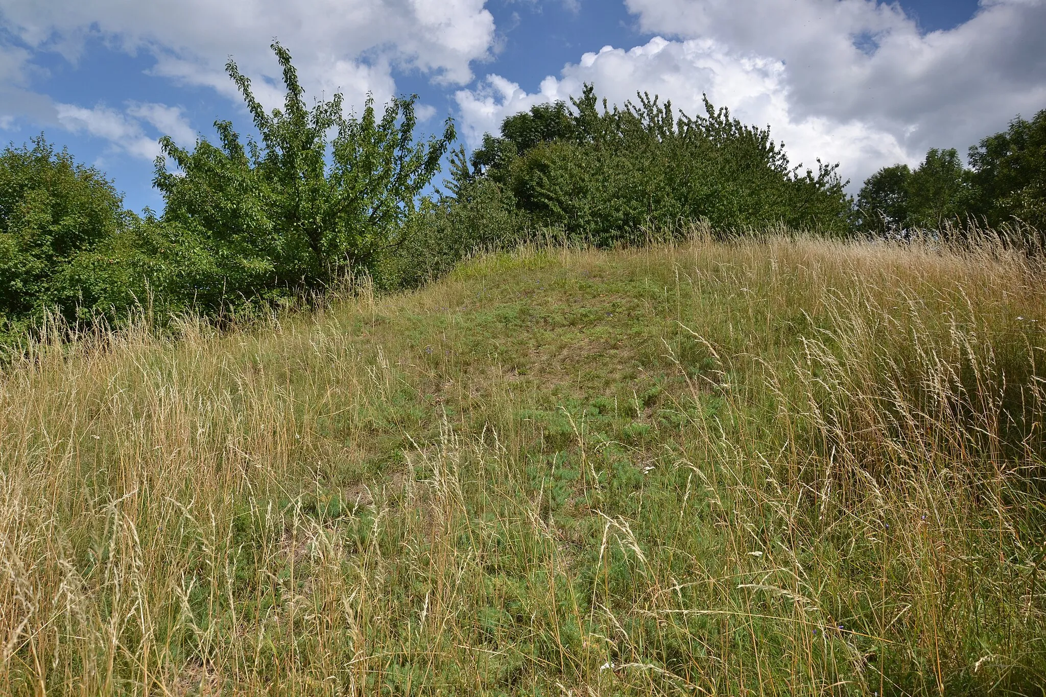 Photo showing: Pastviště u Okounova – louka na Holém kopci