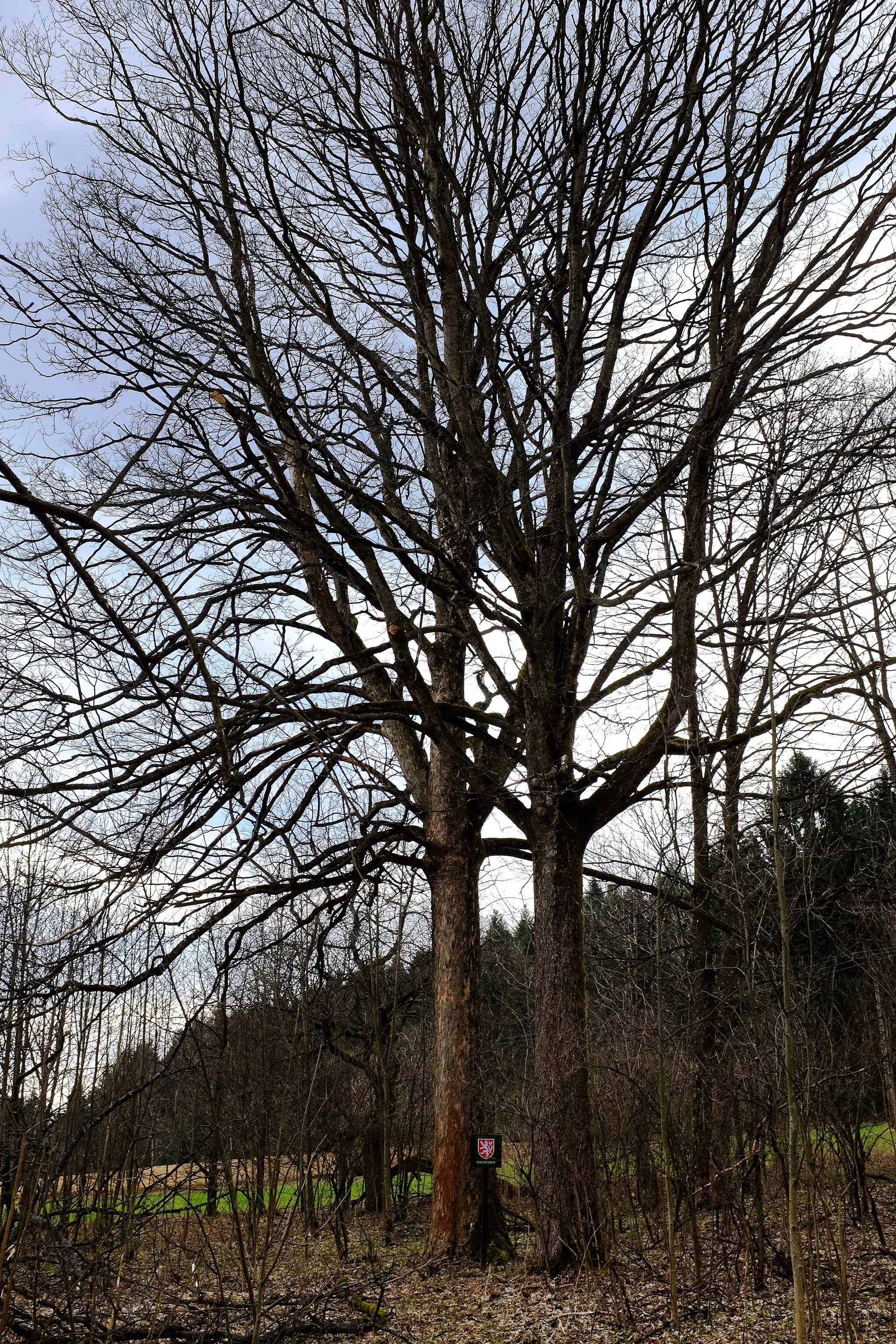 Photo showing: Památný strom - Štítarský klen - v zaniklé obci Štítary (u Aše), okres Cheb