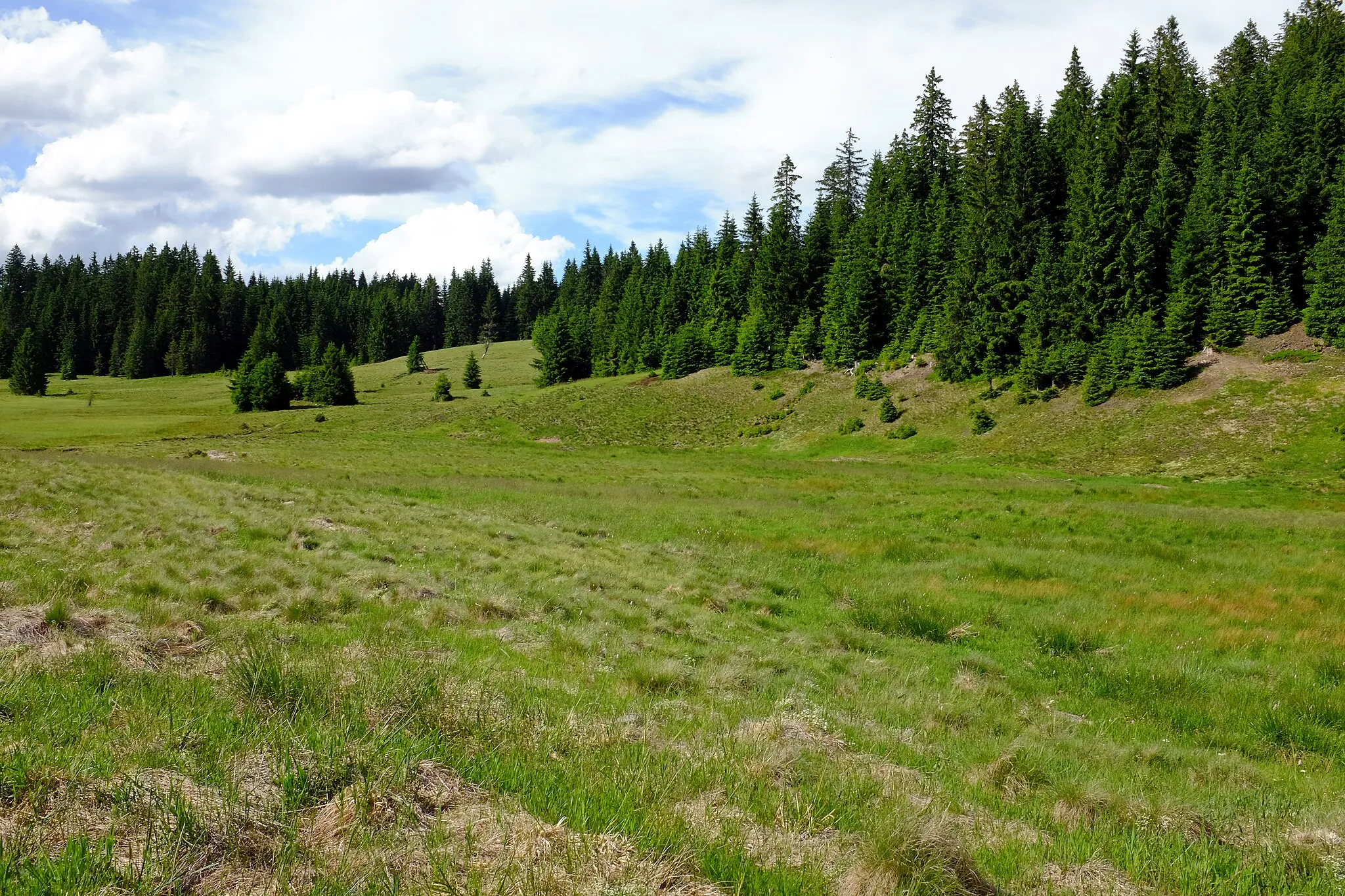 Photo showing: Jelení, osada Nových Hamrů, u cesty směrem na Rolavská vrchoviště, Krušné hory, okres Karlovy vary