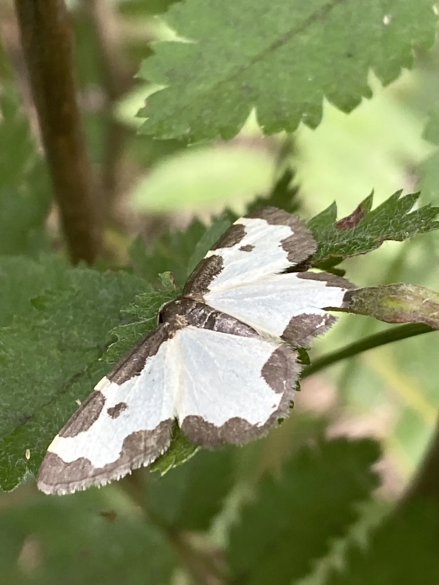 Photo showing: Clouded Border (Lomaspilis marginata)