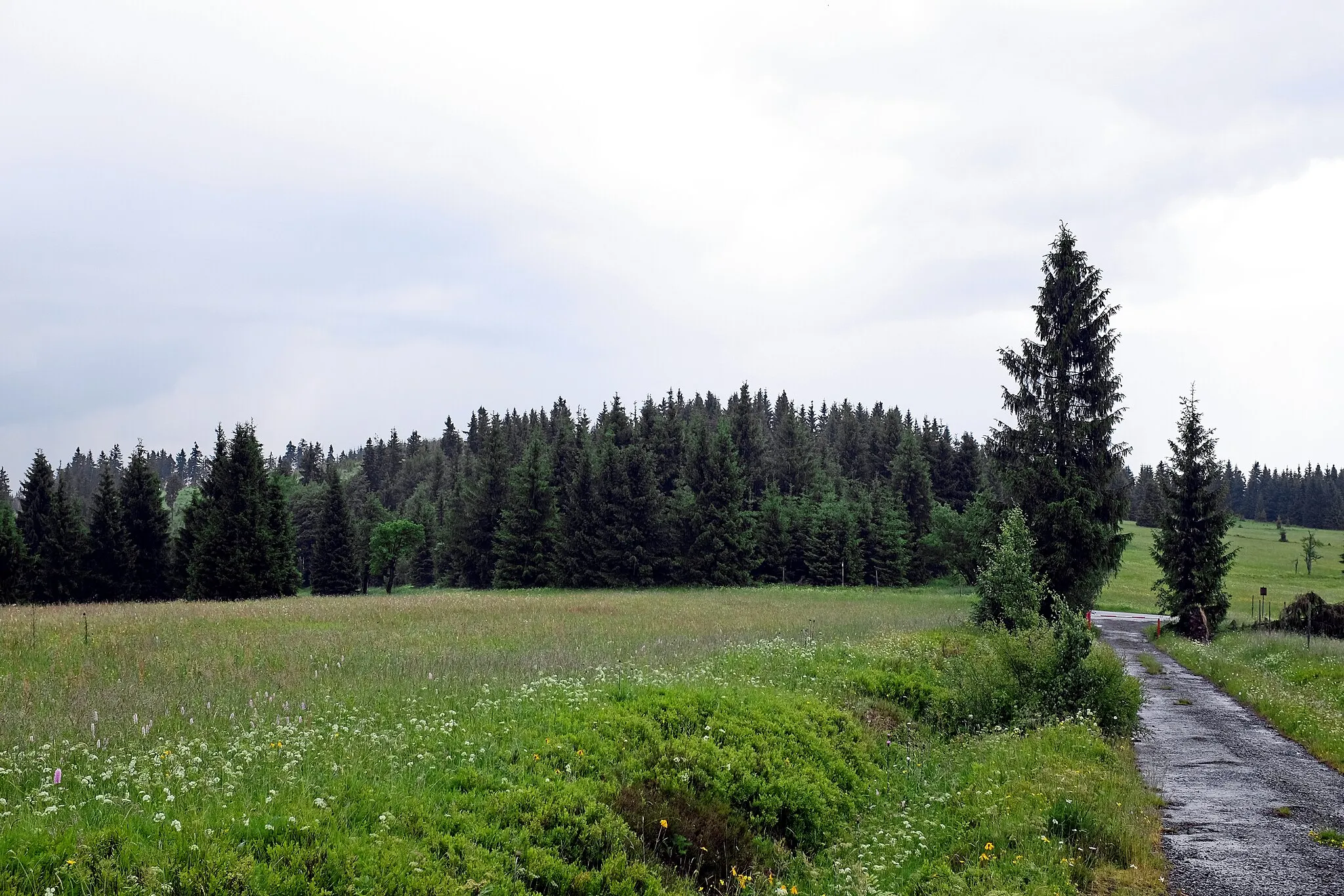 Photo showing: Vrch Nad Ryžovnou, hlavní vrchol (1054 m), pohled od jihozápadu, Krušné hory, okres Karlovy Vary