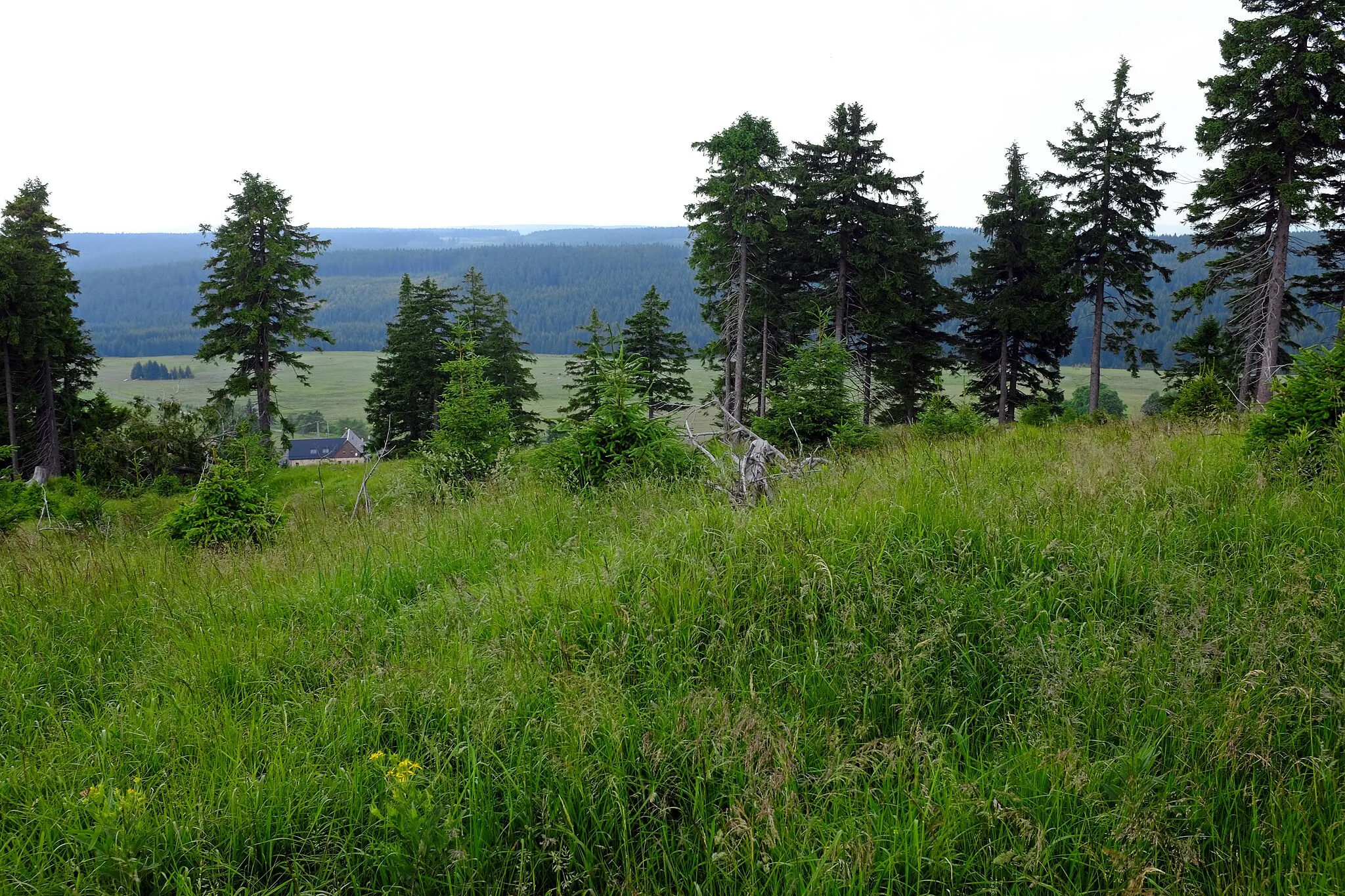 Photo showing: Vrch Nad Ryžovnou, hlavní vrchol (1054 m), vrcholová partie, Krušné hory, okres Karlovy Vary