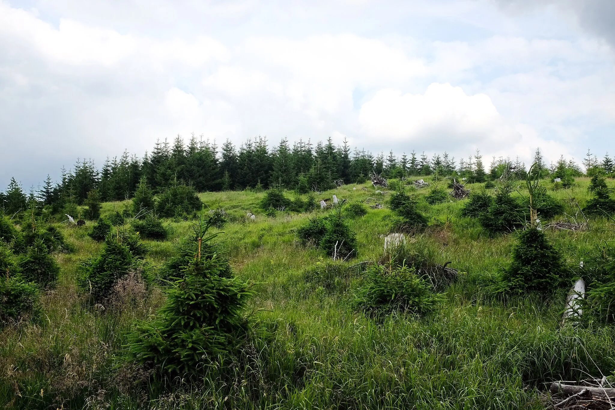 Photo showing: Vrch Nad Ryžovnou, pohled hlavní vrchol (1054 m) od západu, vrcholová partie, Krušné hory, okres Karlovy Vary