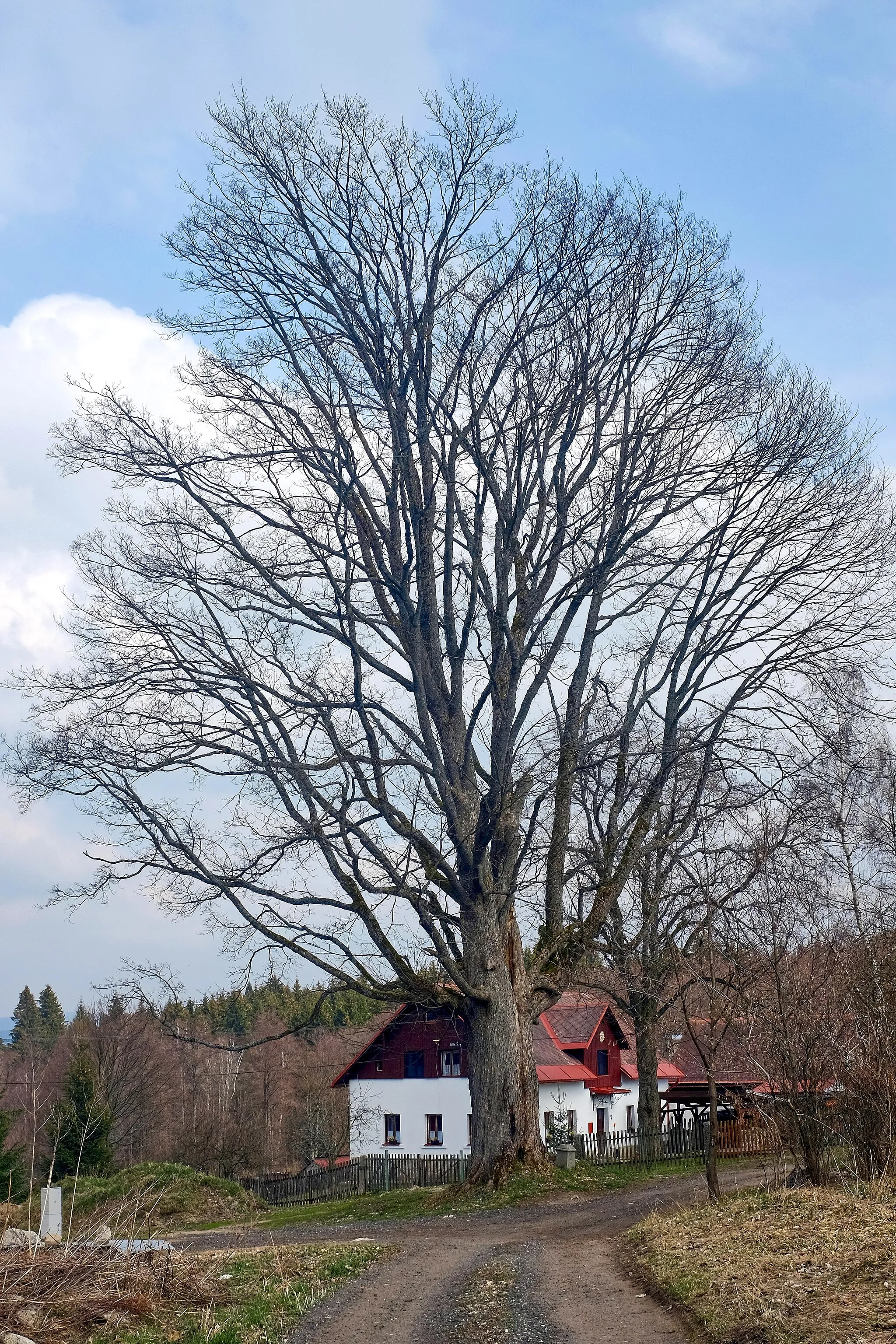 Photo showing: Památný strom - Klen v Heřmanově - Heřmanov (Jindřichovice), okres Sokolov