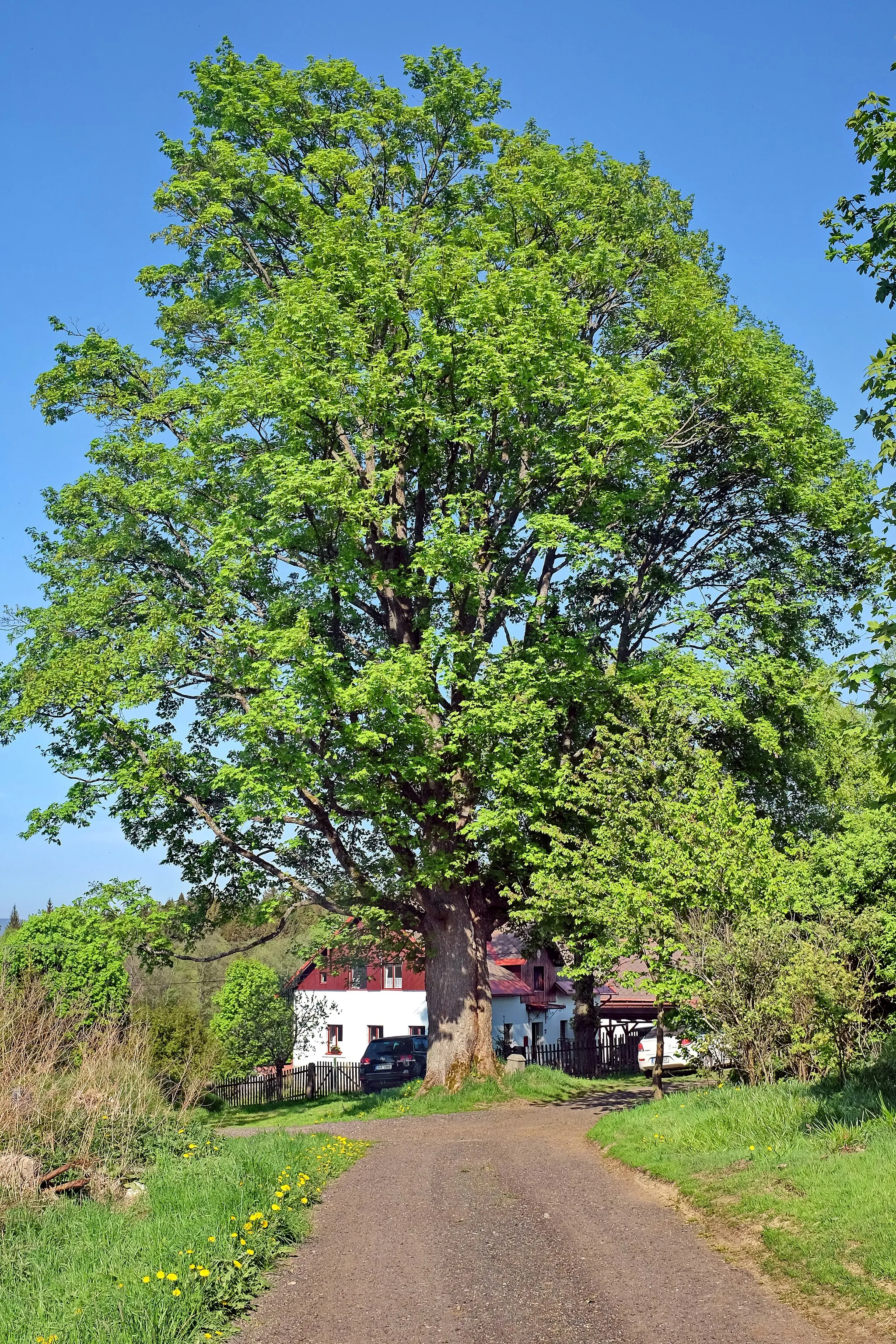 Photo showing: Památný strom - Klen v Heřmanově, okres Sokolov