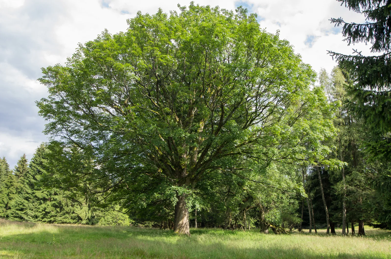 Photo showing: významný strom Javor klen pod skalkou, na odlesněné plošině pod Dvorským vrchem (Hofbergem 839 m), Nové Hamry, okres Karlovy Vary