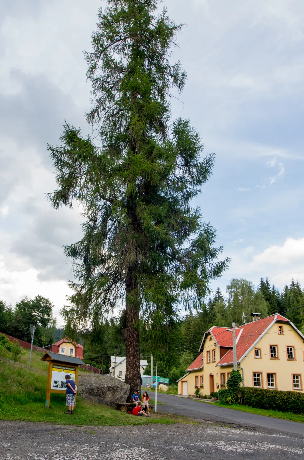 Photo showing: Nové Hamry, modřín u křížku u naučné stezky Ruperta Fuchse, Krušné hory, okres Karlovy Vary