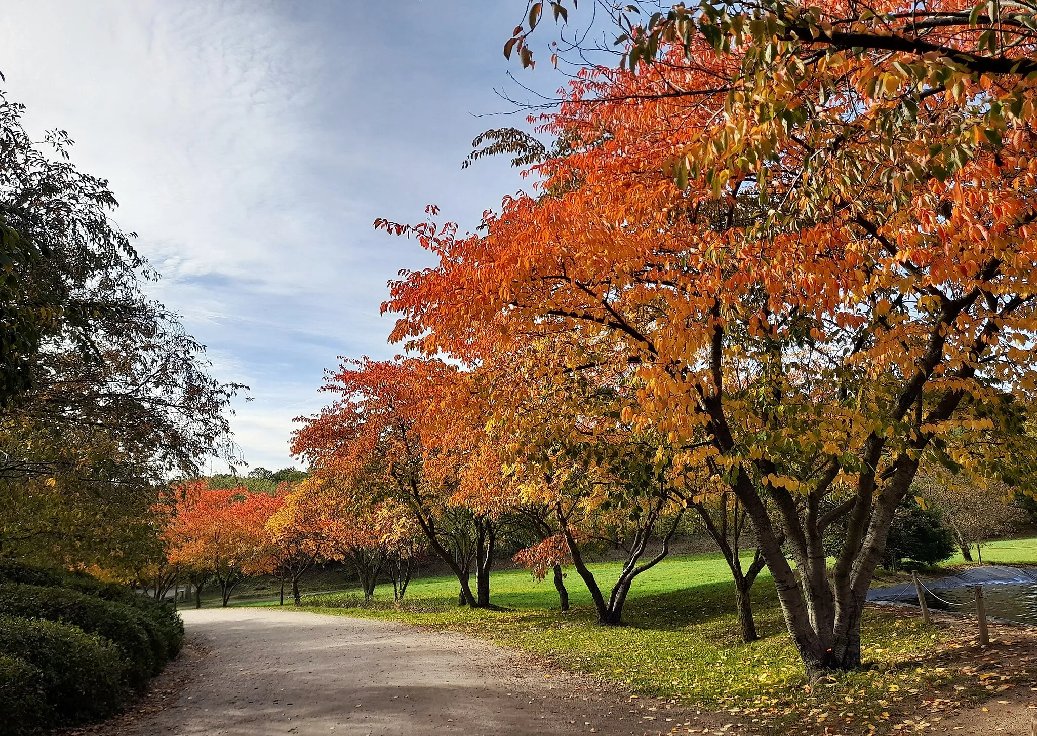 Photo showing: Herbstlich gefärbte Bäume im Sonnenlandpark Lichtenau