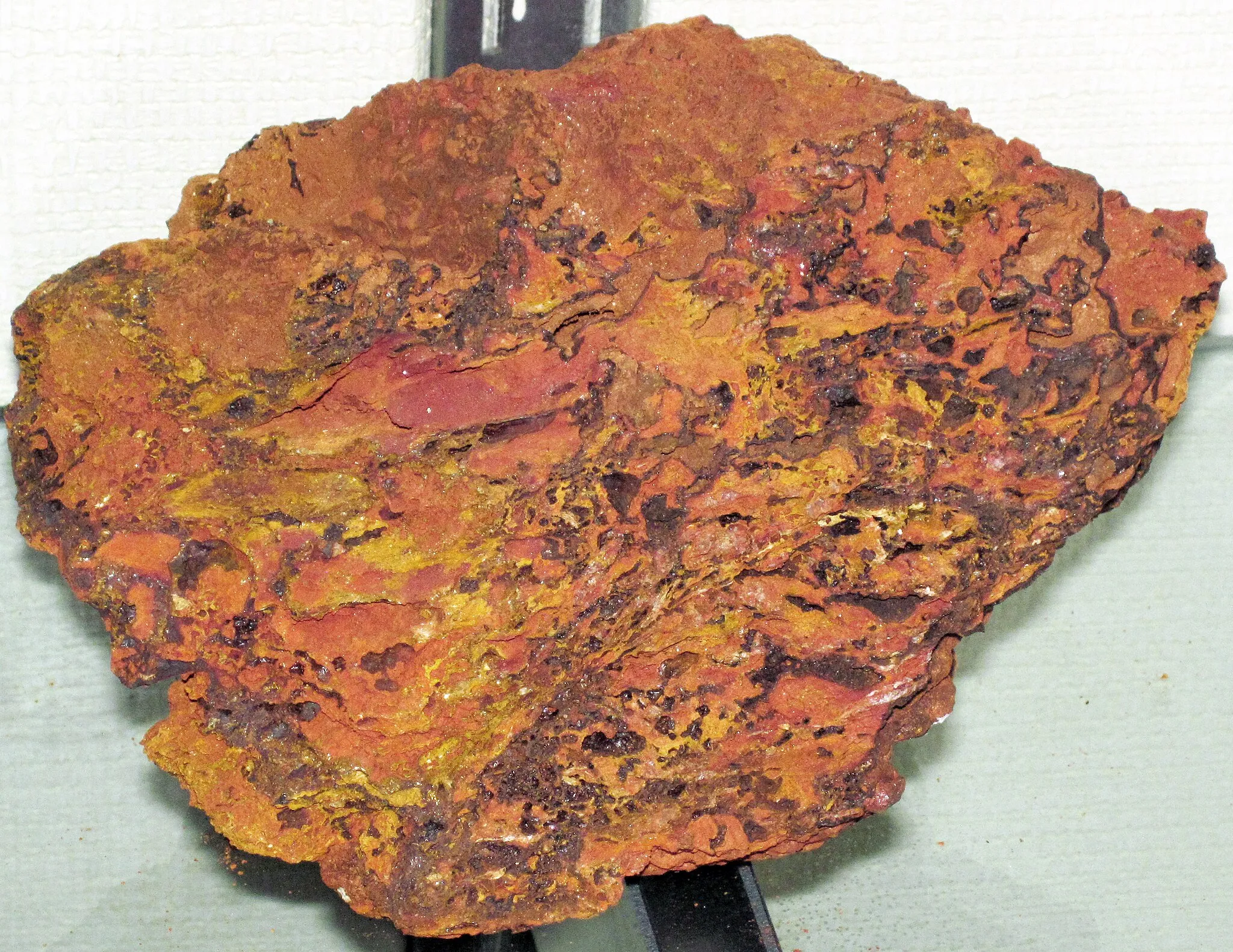 Photo showing: (public display, Geology Department, Wittenberg University, Springfield, Ohio, USA)
Gossan is a porous, iron hydroxy-oxide rock formed by oxidative weathering of various sulfide deposits - in this case, a massive sulfide deposit.  The gossan itself is composed of hematite (reddish), goethite (brownish), and limonite (yellowish-brown).
This sample is from a mining district in the Blue Ridge of Virginia.  It was once mined as a source of iron ore.  The original massive sulfide deposit was likely very similar to still-existing examples in this section of the Blue Ridge.  The sulfide minerals include pyrrhotite, pyrite, sphalerite, and galena.  Non-sulfide minerals include quartz, feldspar, amphibole, chlorite, biotite mica, dolomite, and garnet.
Locality: Betty Baker Mine, northeastern Gossan Lead Mining District, north of the town of Hillsville, northern Carroll County, southwestern Virginia, USA (apparently located at 36° 50' 44.20" North latitude, 80° 43' 25.50" West longitude)

Area-specific geology synthesized from:
Wright et al. (1948) - The Gossan Lead, Carroll County, Virginia.  United States Geological Survey Open File Report 48-3.  19 pp.  6 figs. (pubs.usgs.gov/of/1948/0003/report.pdf )

See info. at:

en.wikipedia.org/wiki/Gossan