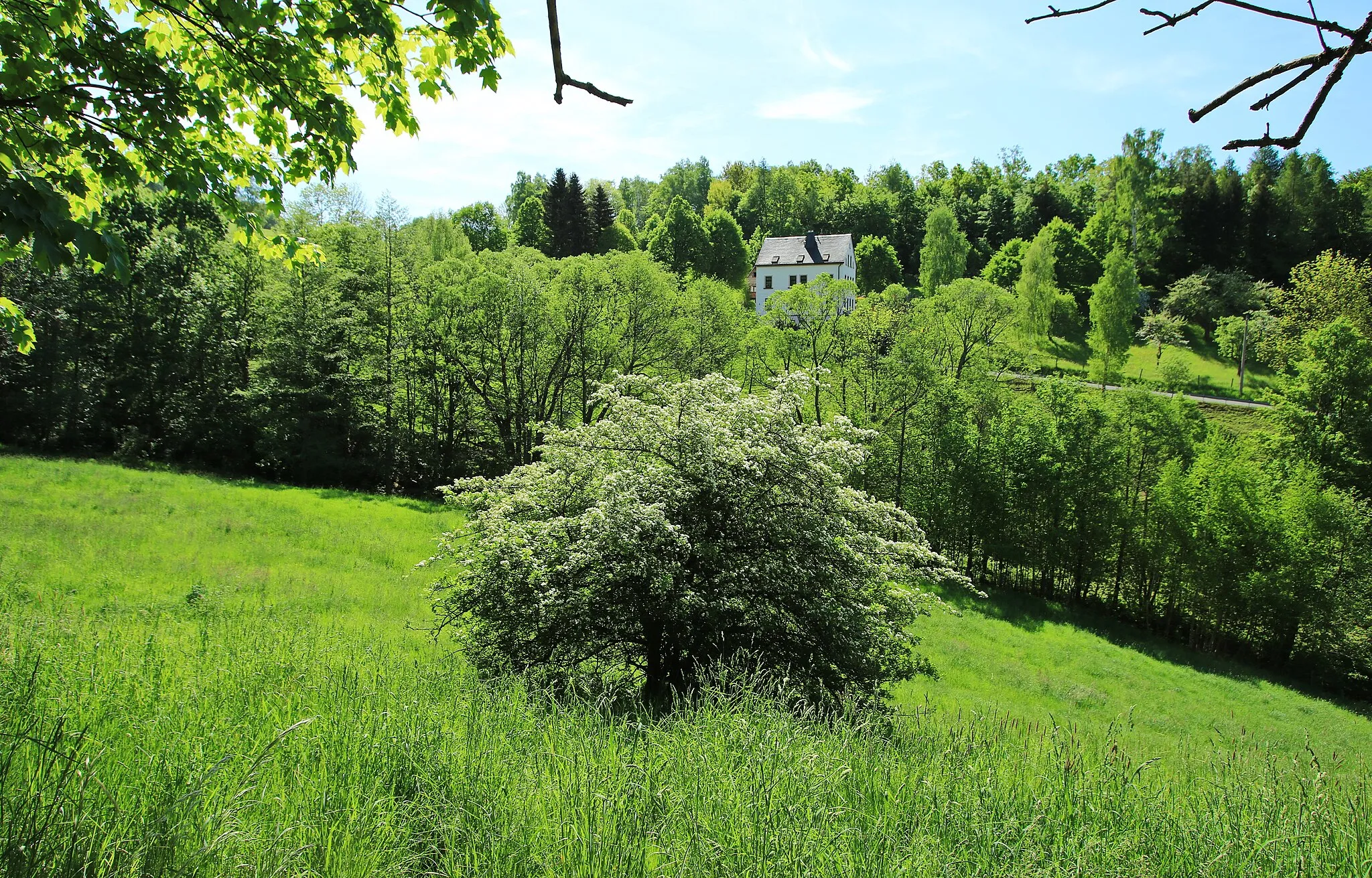 Photo showing: Flächen-Naturdenkmal Dorfbach Bernsbach . Befindet sich zwischen Bernsbach und Lauter. Erzgebirgskreis, Sachsen.