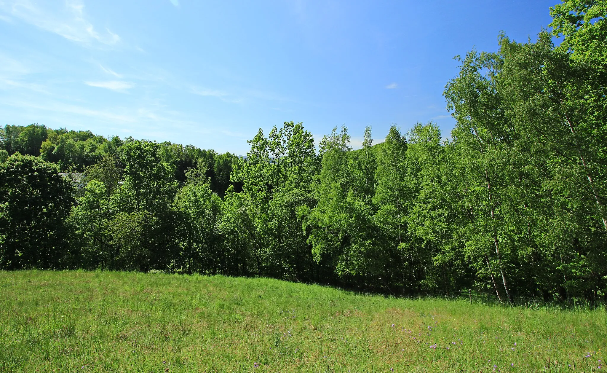 Photo showing: Flächen-Naturdenkmal Dorfbach Bernsbach . Befindet sich zwischen Bernsbach und Lauter. Erzgebirgskreis, Sachsen.