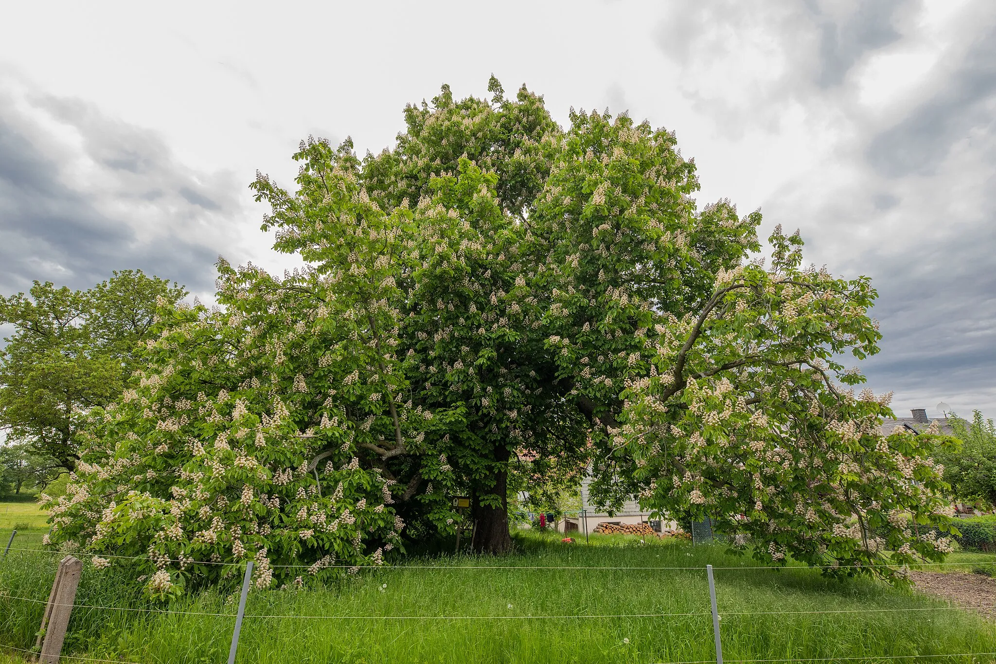 Photo showing: Rosskastanie Dittmannsdorf Juni 2021