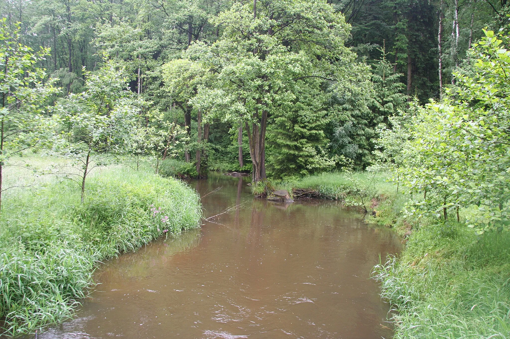 Photo showing: Das Crinitzer Wasser innerhalb des FFH-Gebietes "Crinitzer Wasser und Teiche im Kirchberger Granitgebiet"