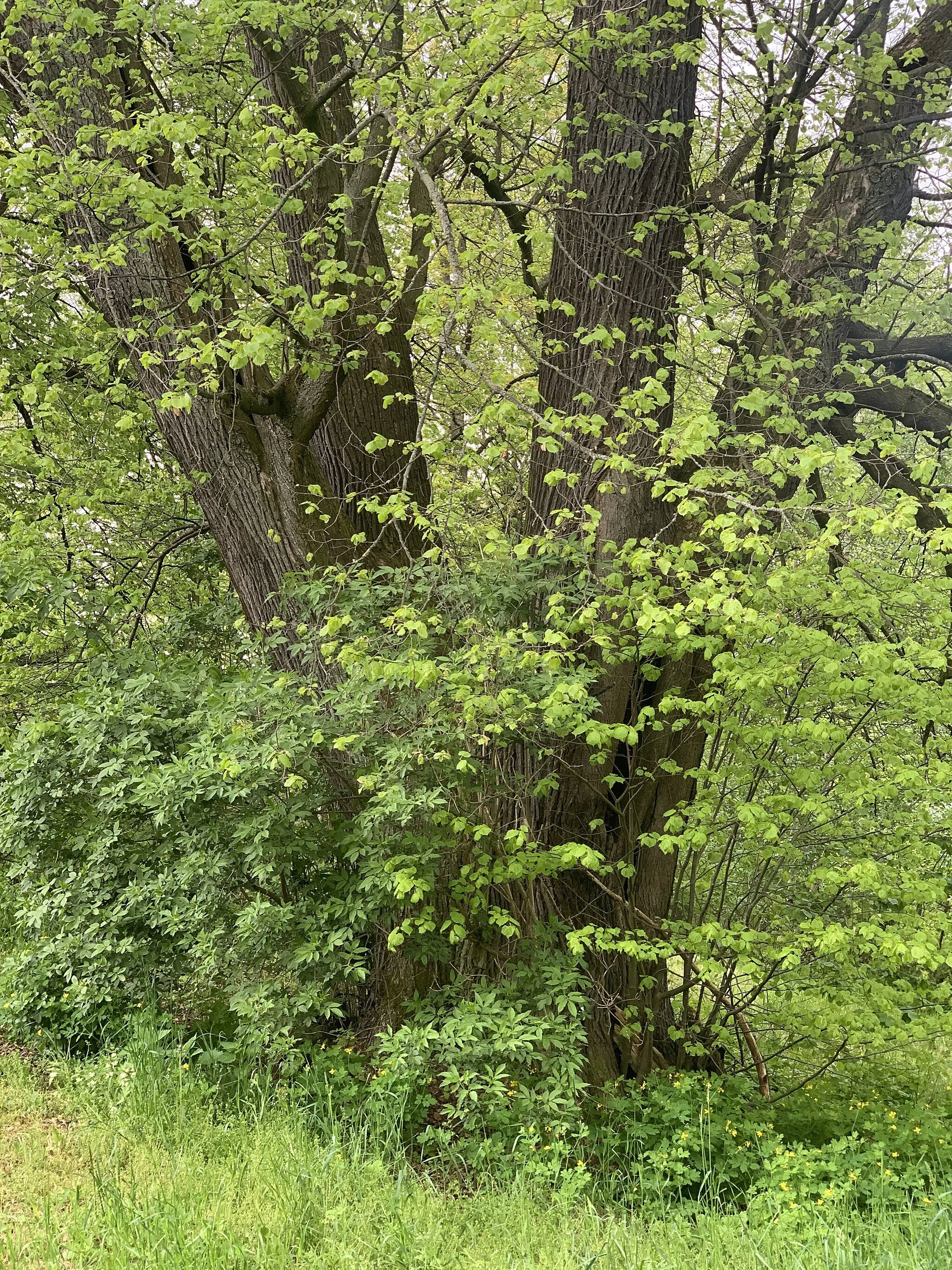 Photo showing: Naturdenkmal 4-stämmige Linde in Cunersdorf