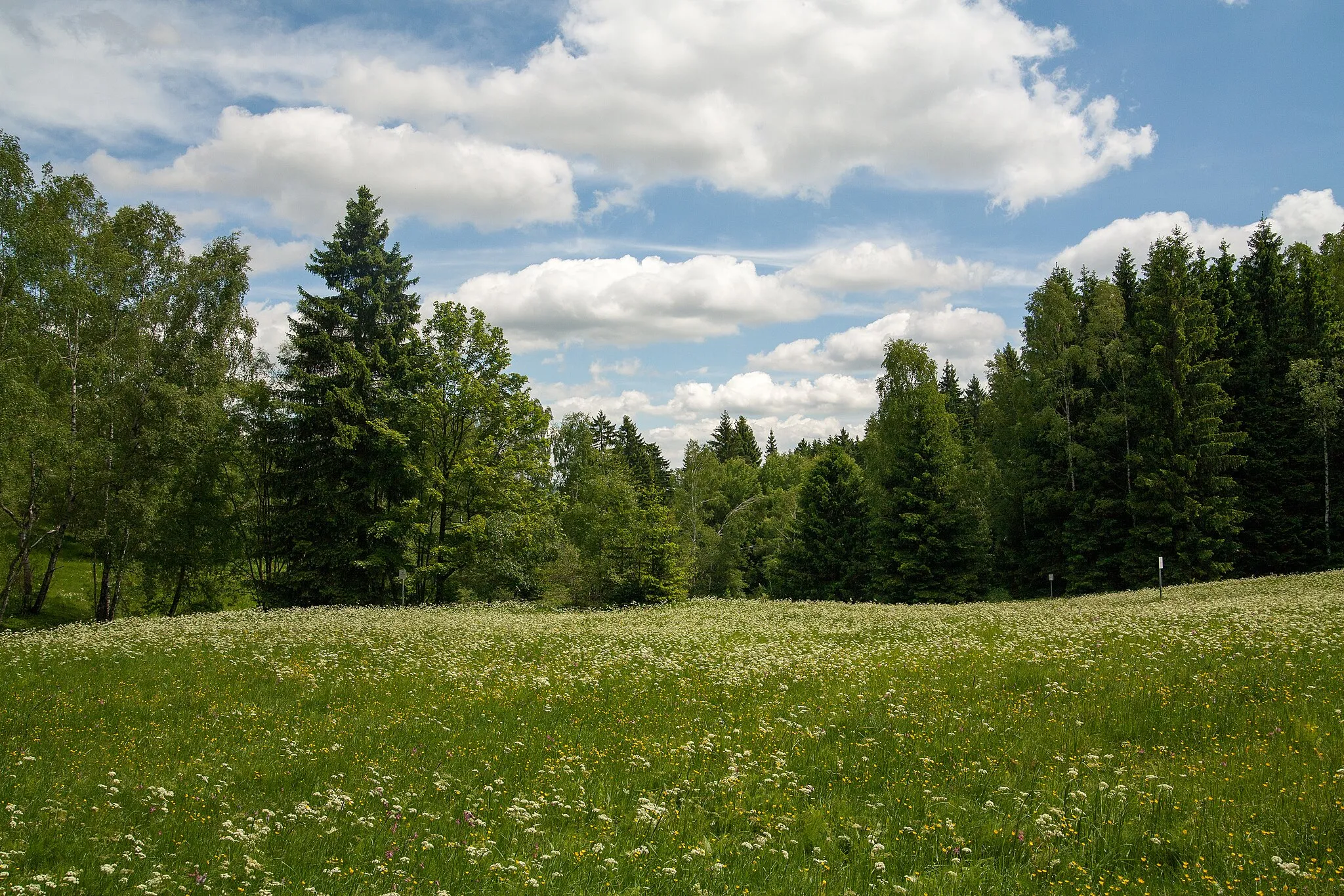 Photo showing: Im oberen Bereich des Naturschutzgebiets "Lohenbachtal" bei Tannenberg. Zur Zeit der Bärwurzblüte fotografiert.