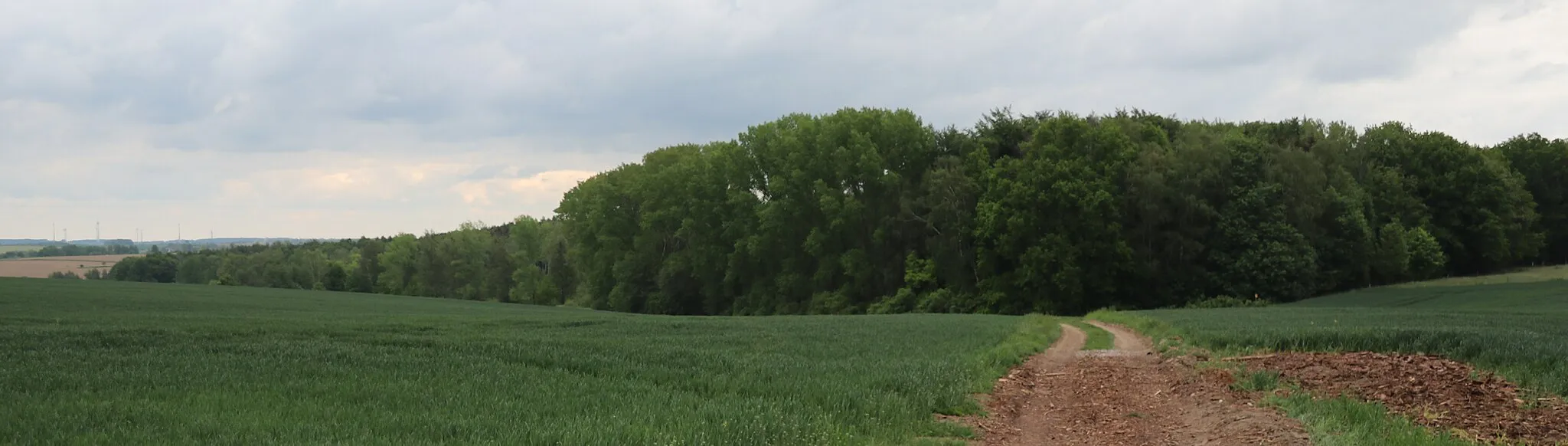 Photo showing: Naturschutzgebiet "Sandberg Wiederau und Klinkholz" im Landkreis Mittelsachsen