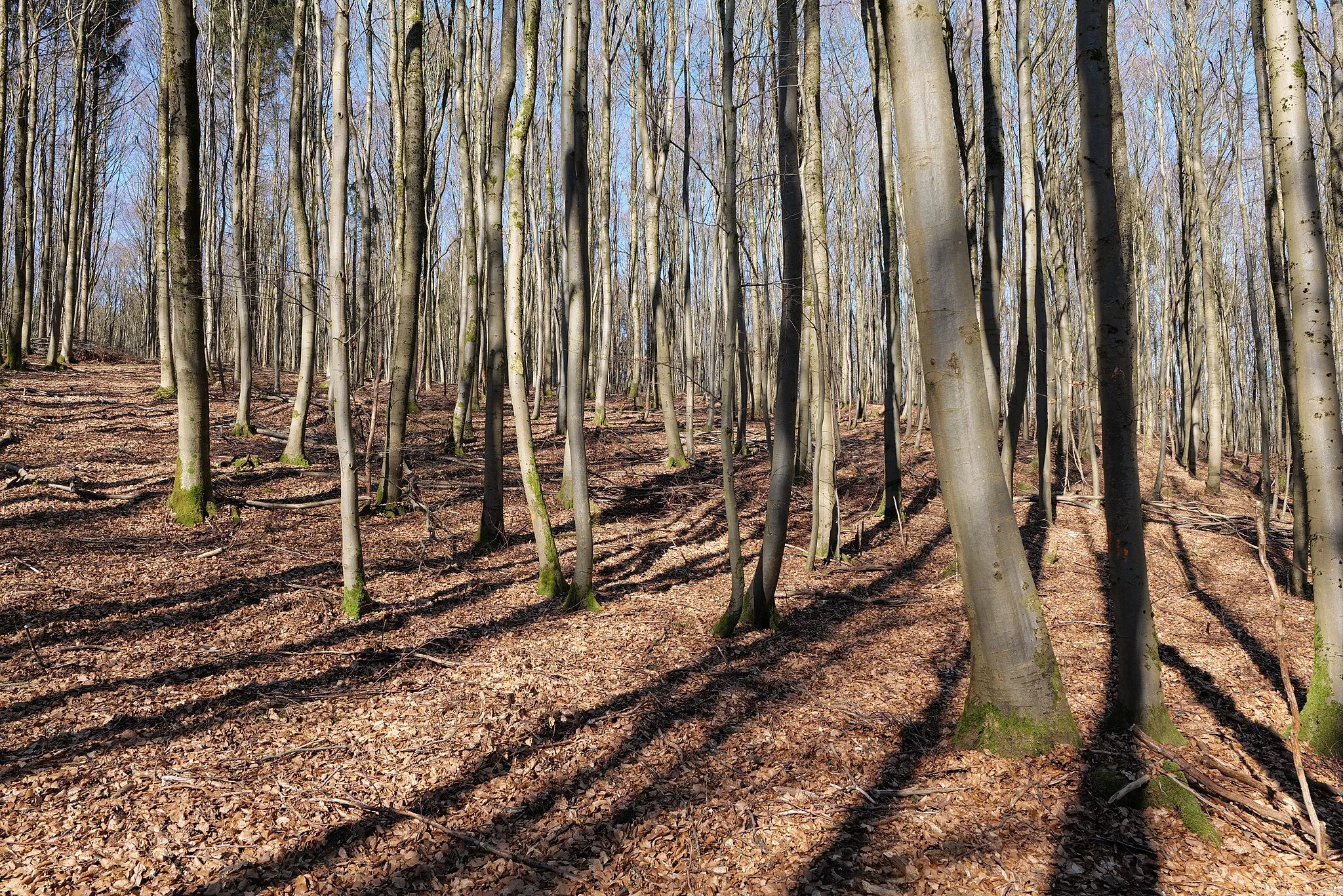 Photo showing: Wald im Süden von Steinau an der Straße.