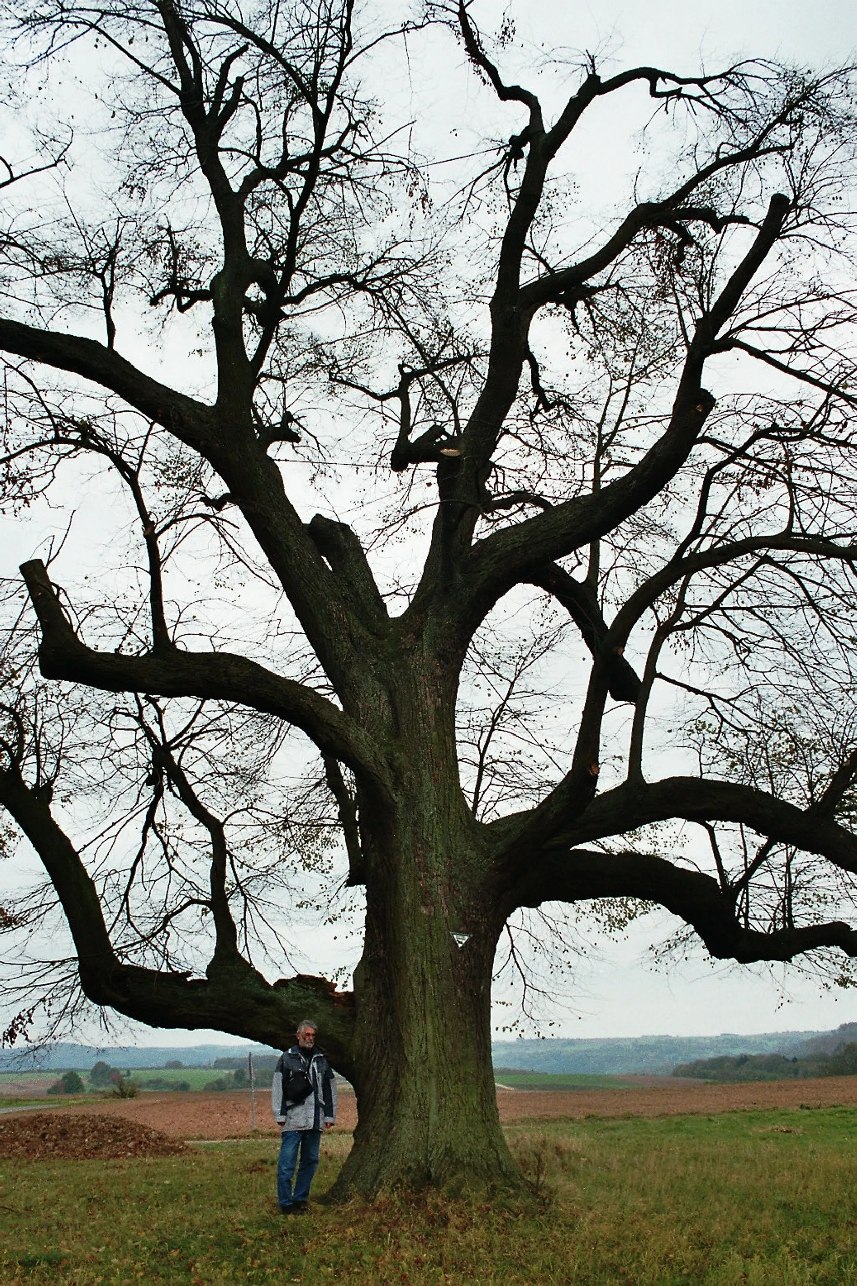 Photo showing: Birstein, the tree